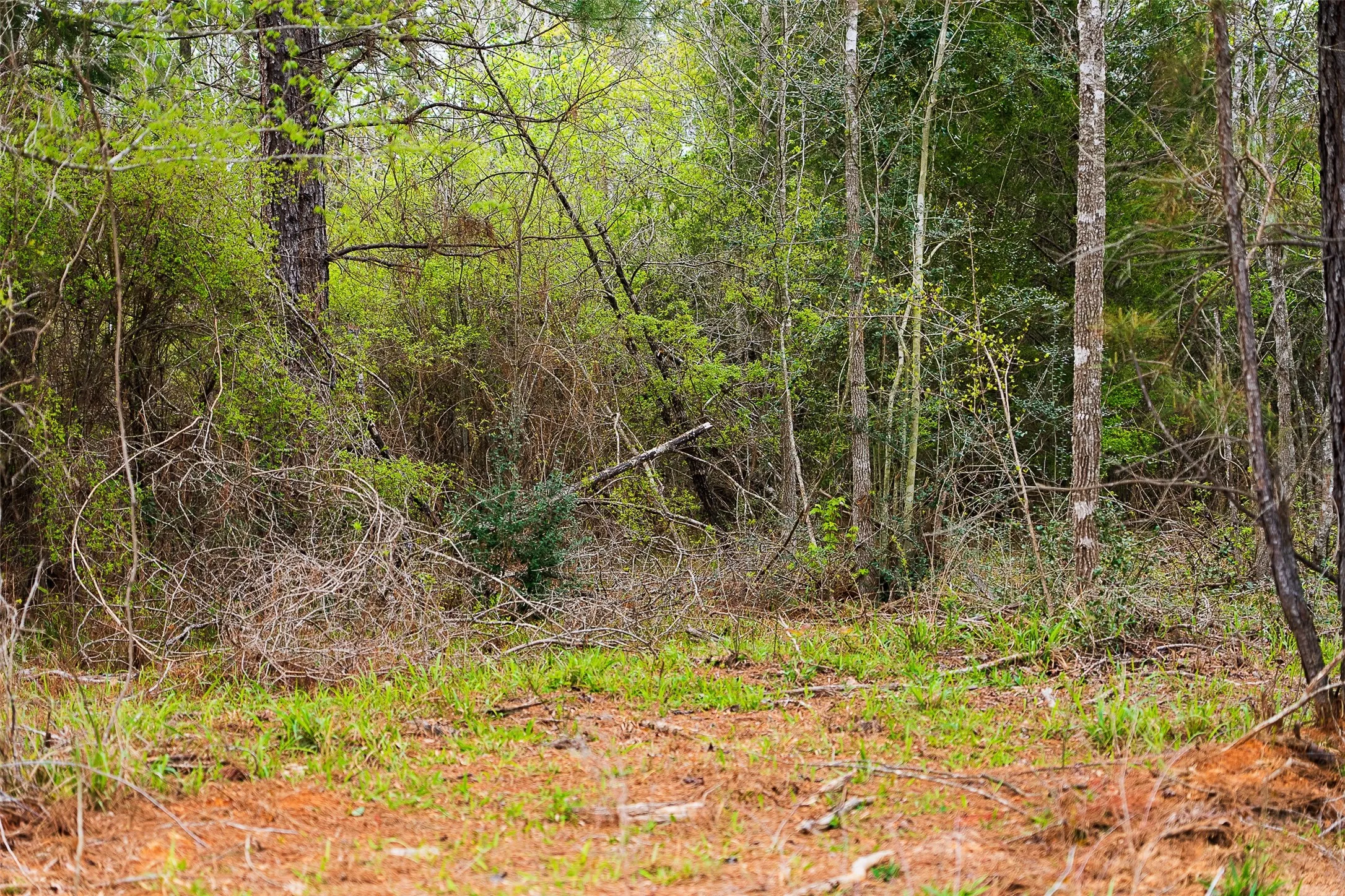 Unimproved Land For Sale in Nacogdoches County , 0 Off of County Road 839, Nacogdoches, Texas 75964, 0, 0, Garage spaces, 0 Sqft, built in 0, mls#21213477, Real Estate Agent in Nacogdoches, Homes For Sale in Nacogdoches county, Homes For Sale in Nacogdoches, Realtor in Nacogdoches Texas, Real Estate Brokerage Independent Realty Texas, Luminita Cordes Realtor