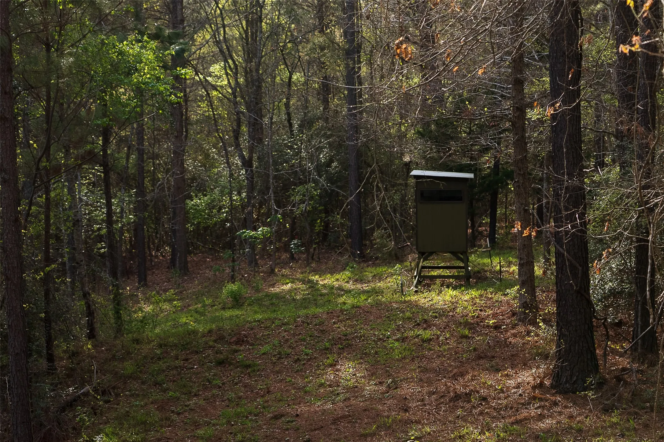 Unimproved Land For Sale in Nacogdoches County , 0 Off of County Road 839, Nacogdoches, Texas 75964, 0, 0, Garage spaces, 0 Sqft, built in 0, mls#21213477, Real Estate Agent in Nacogdoches, Homes For Sale in Nacogdoches county, Homes For Sale in Nacogdoches, Realtor in Nacogdoches Texas, Real Estate Brokerage Independent Realty Texas, Luminita Cordes Realtor