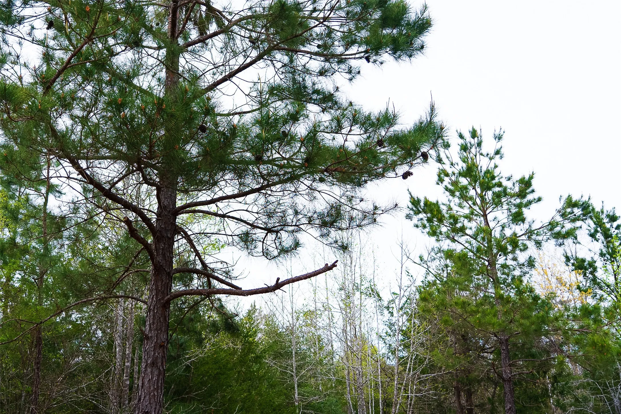 Unimproved Land For Sale in Nacogdoches County , 0 Off of County Road 839, Nacogdoches, Texas 75964, 0, 0, Garage spaces, 0 Sqft, built in 0, mls#21213477, Real Estate Agent in Nacogdoches, Homes For Sale in Nacogdoches county, Homes For Sale in Nacogdoches, Realtor in Nacogdoches Texas, Real Estate Brokerage Independent Realty Texas, Luminita Cordes Realtor