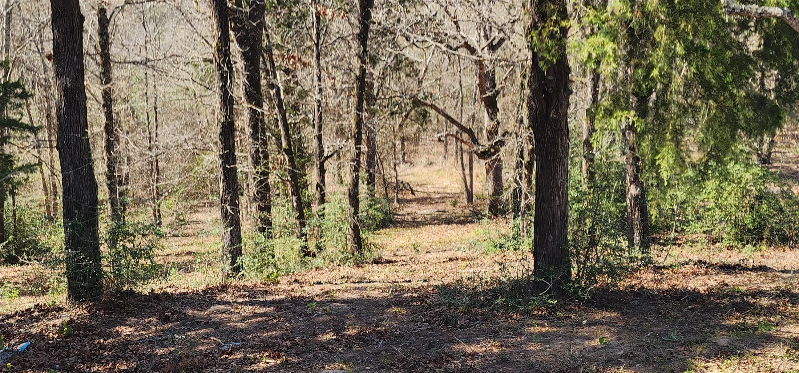 View of wooded area