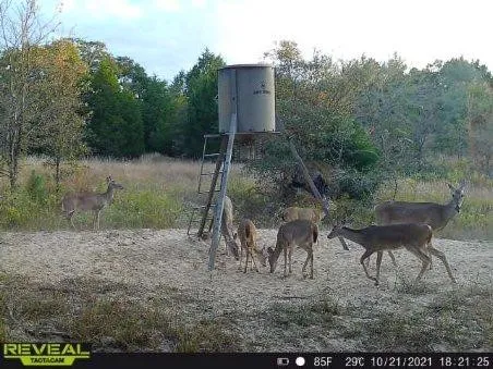 Wildlife is plentiful.