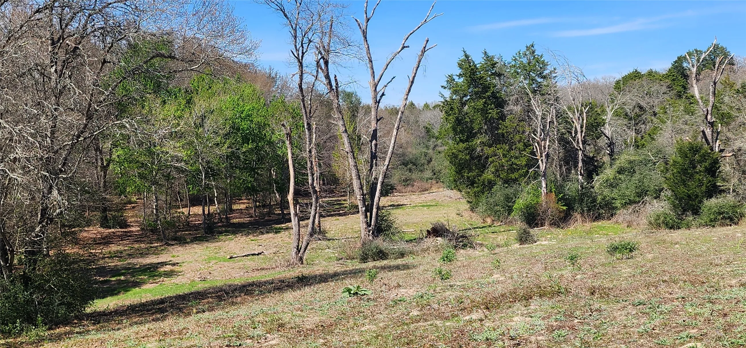 View of tree filled area