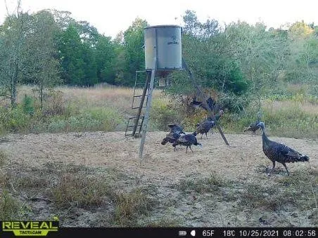 Wildlife is plentiful.