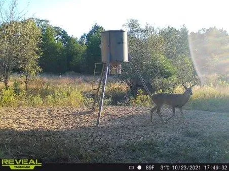 Wildlife is plentiful.