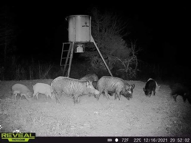 Wildlife is plentiful.