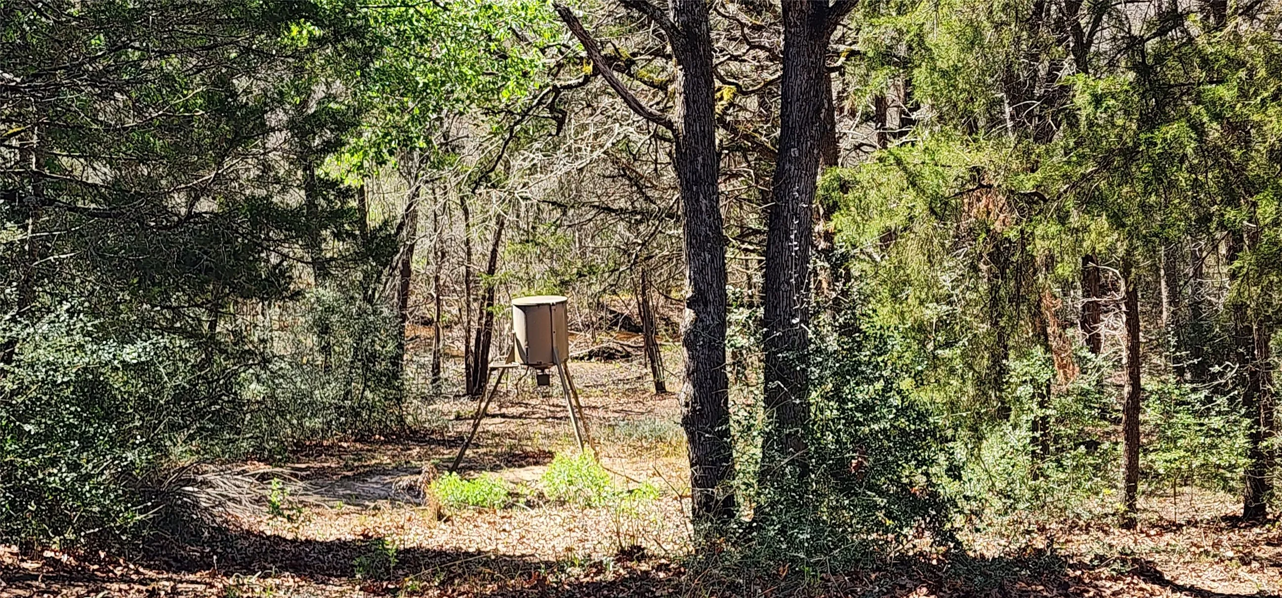 View of wooded area