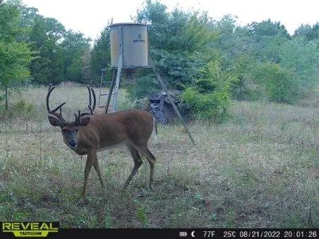 Wildlife is plentiful.