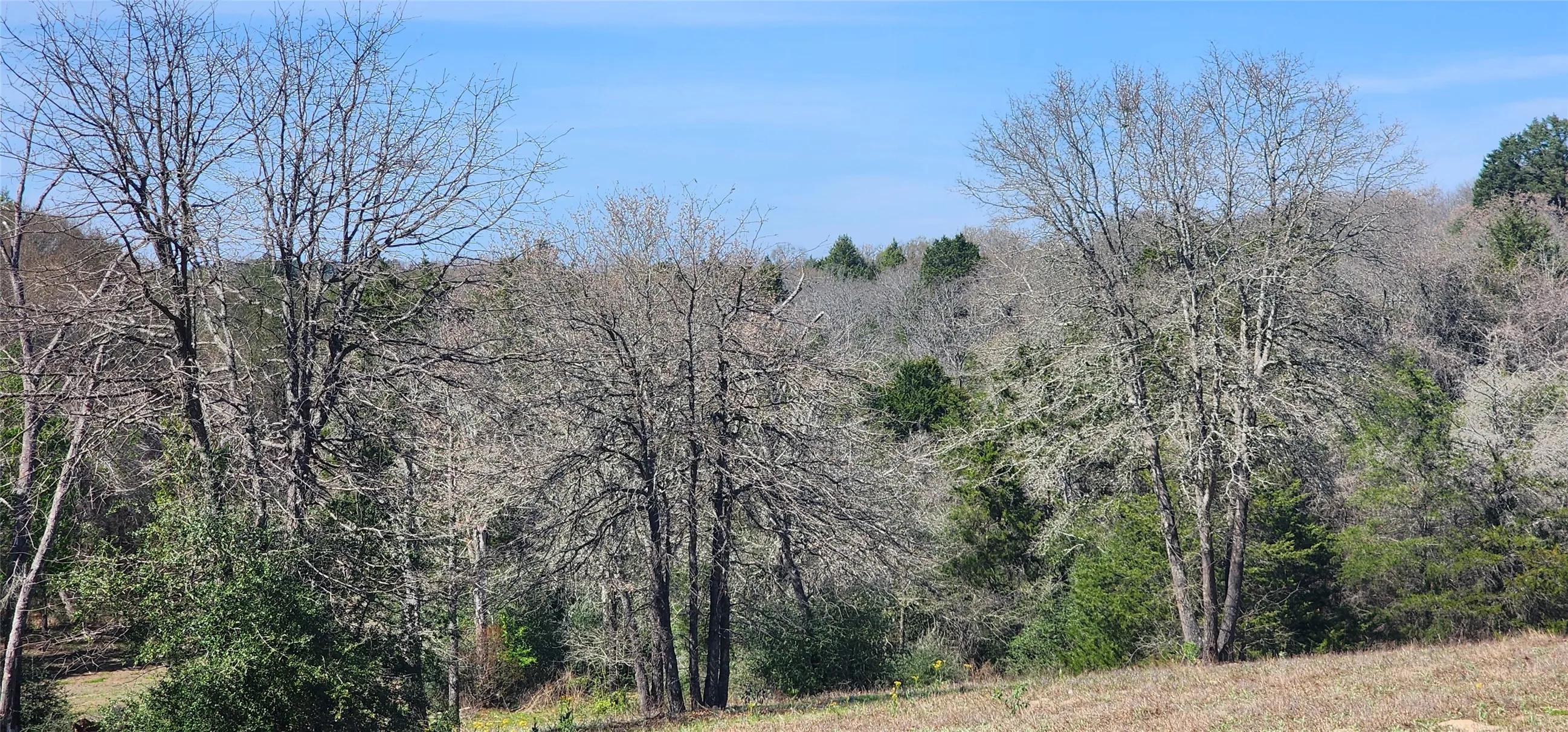 View of wooded area