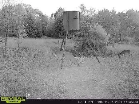 Wildlife is plentiful.