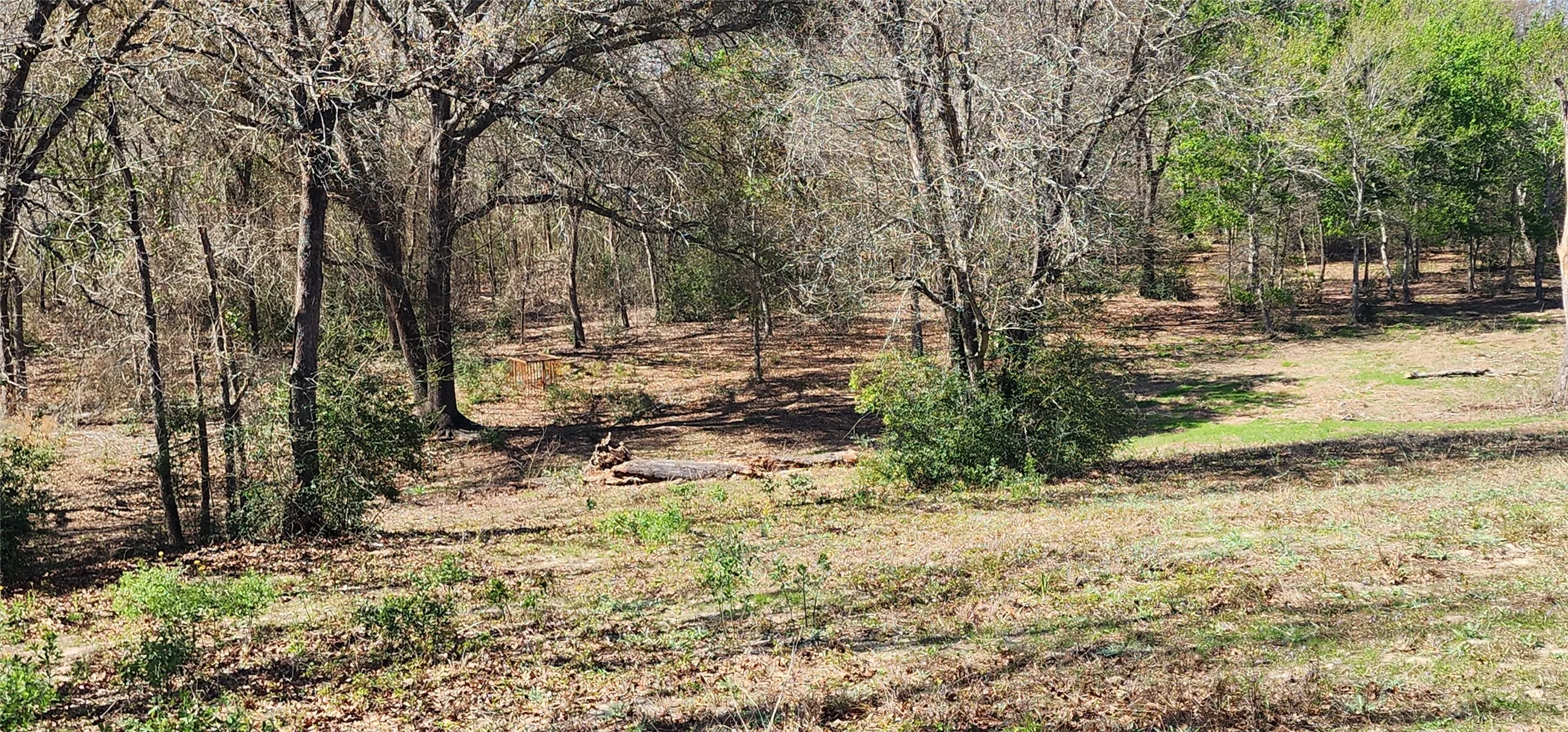 View of local wilderness