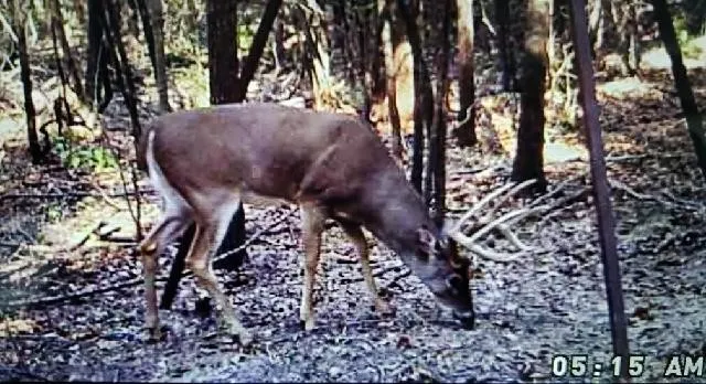 The owner has enjoyed lots of plentiful hunting.