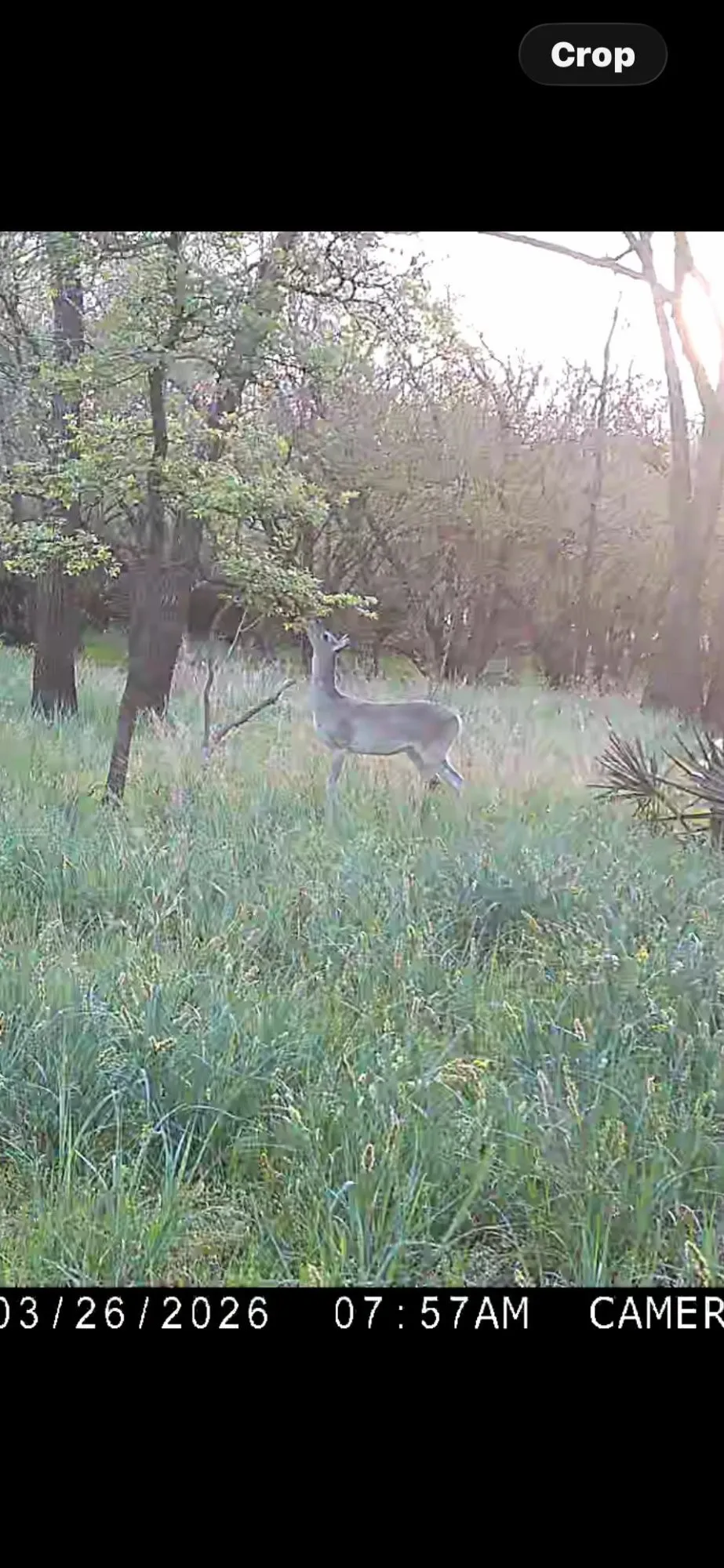 Unimproved Land For Sale in Leon County , TBD CR 386, Marquez, Texas 77865, 0, 0, Garage spaces, 0 Sqft, built in 0, mls#21213457, Real Estate Agent in Marquez, Homes For Sale in Leon county, Homes For Sale in Marquez, Realtor in Marquez Texas, Real Estate Brokerage Independent Realty Texas, Luminita Cordes Realtor