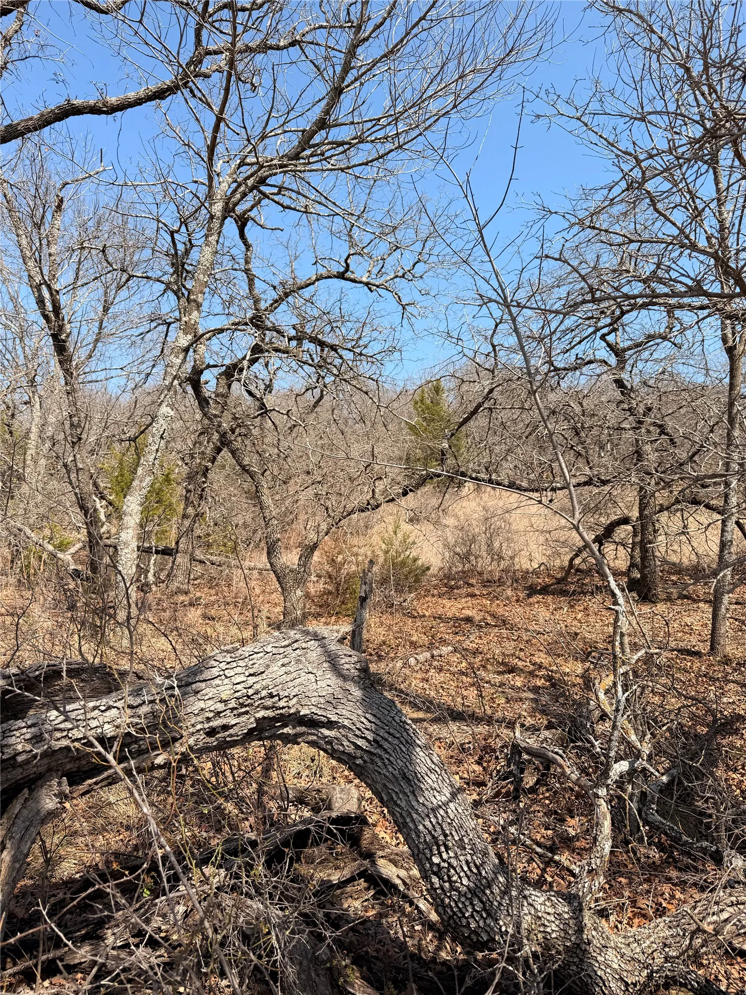 Unimproved Land For Sale in Montague County , 0 Silverleaf Drive, Sunset, Texas 76270, 0, 0, Garage spaces, 0 Sqft, built in 0, mls#21214758, Real Estate Agent in Sunset, Homes For Sale in Montague county, Homes For Sale in Sunset, Realtor in Sunset Texas, Real Estate Brokerage Independent Realty Texas, Luminita Cordes Realtor
