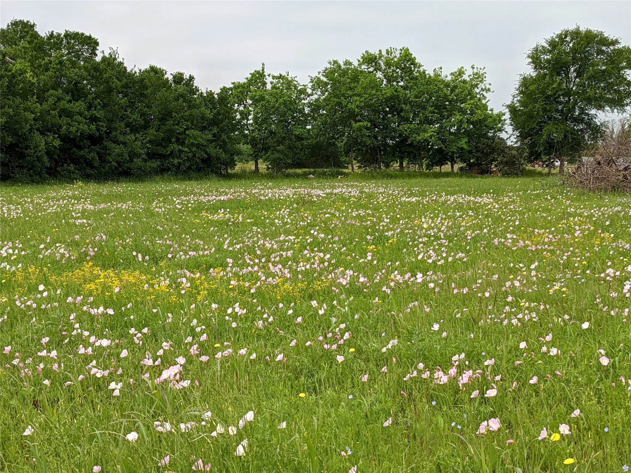 View of green lawn