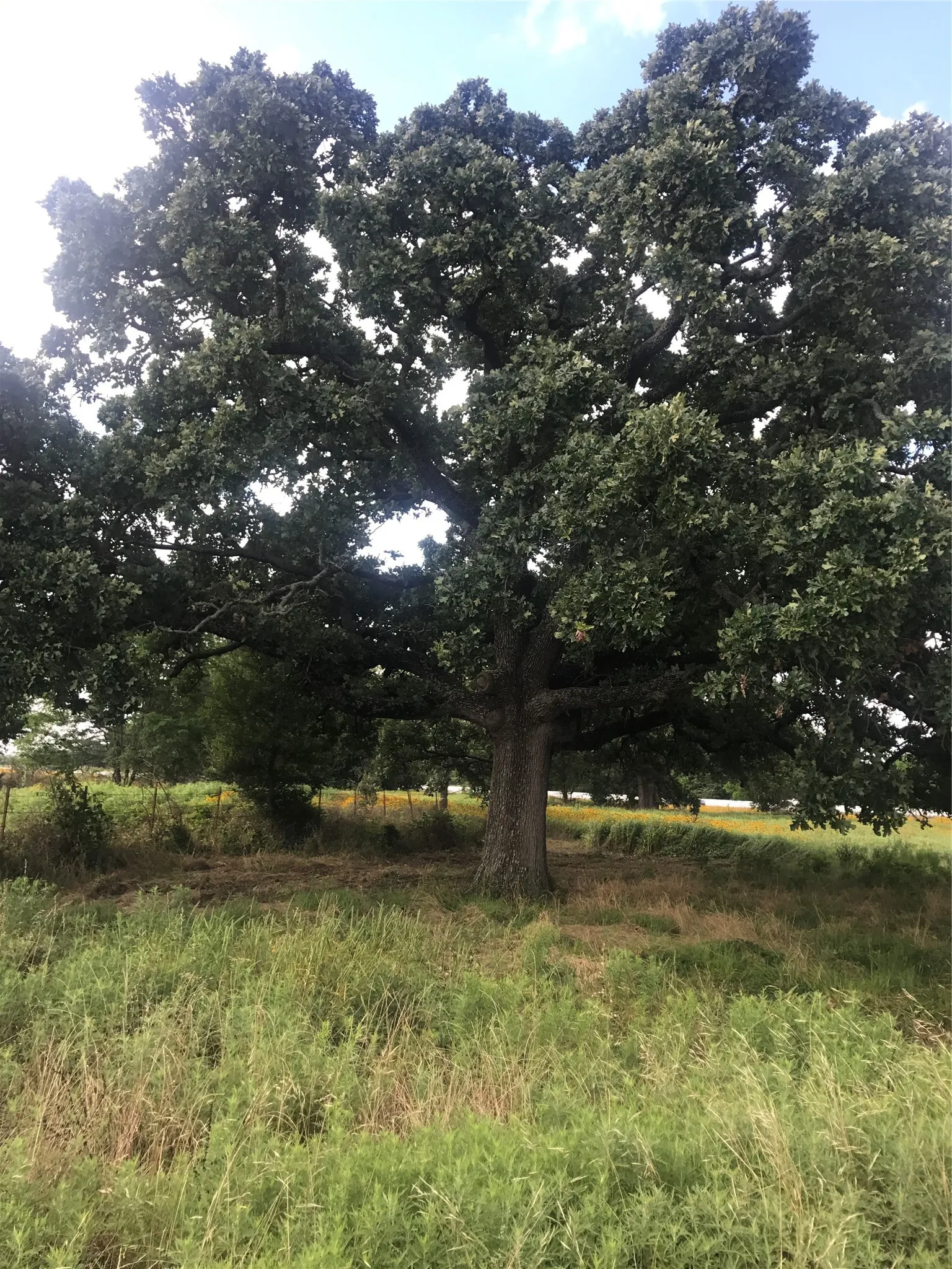 Large Mature Trees