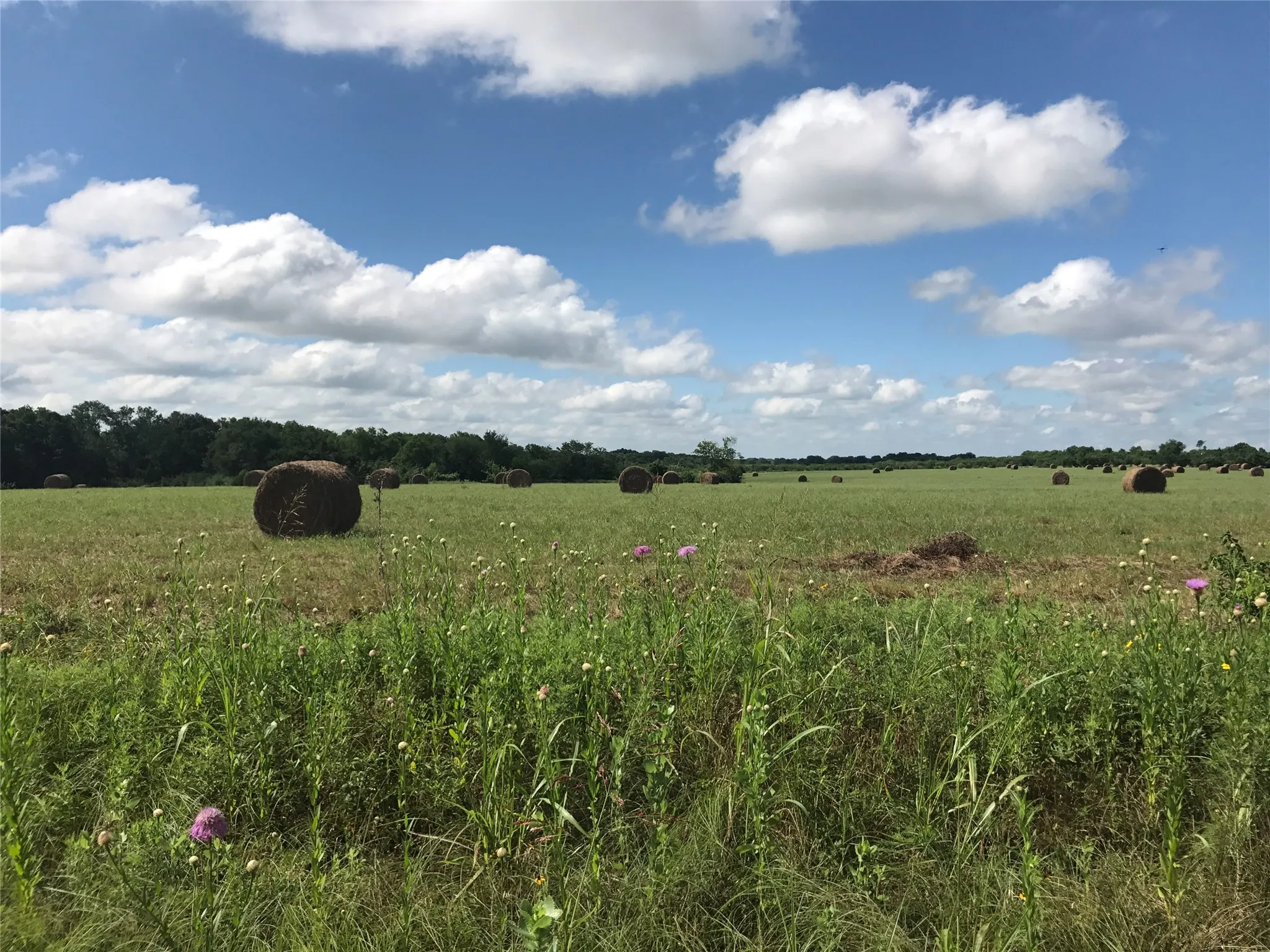Ag Exempt Acreage