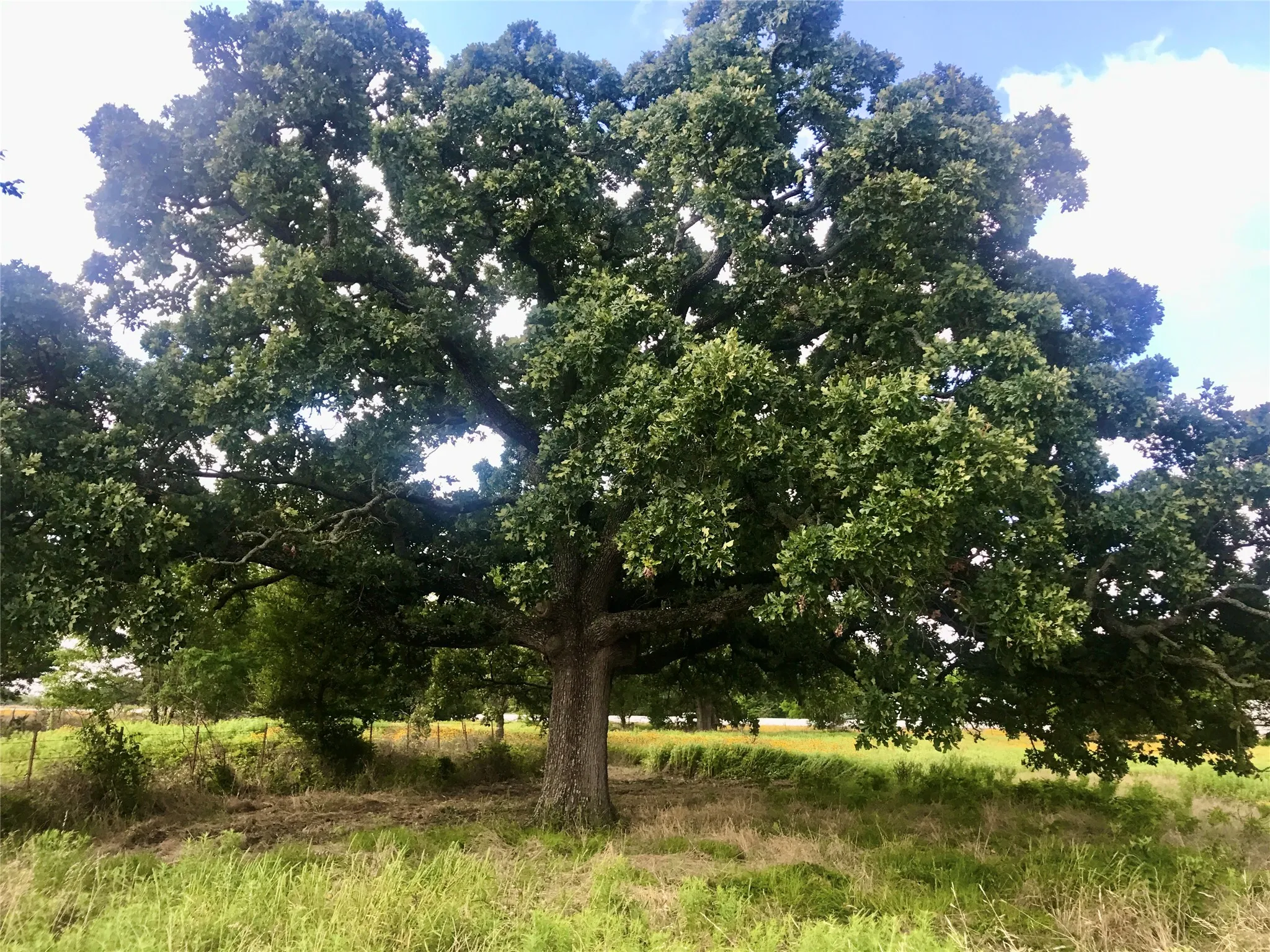 Large Mature Trees
