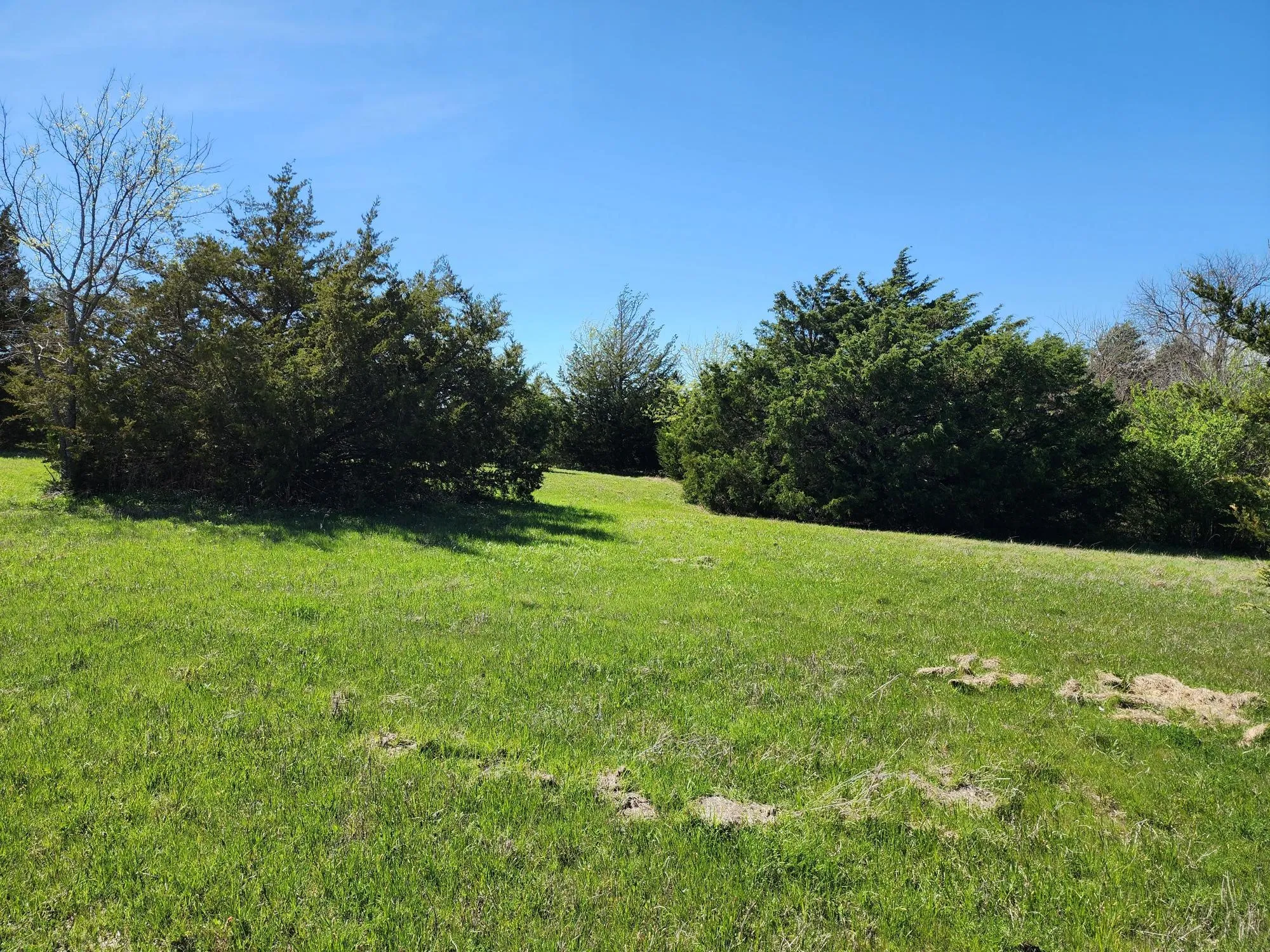 View of green lawn