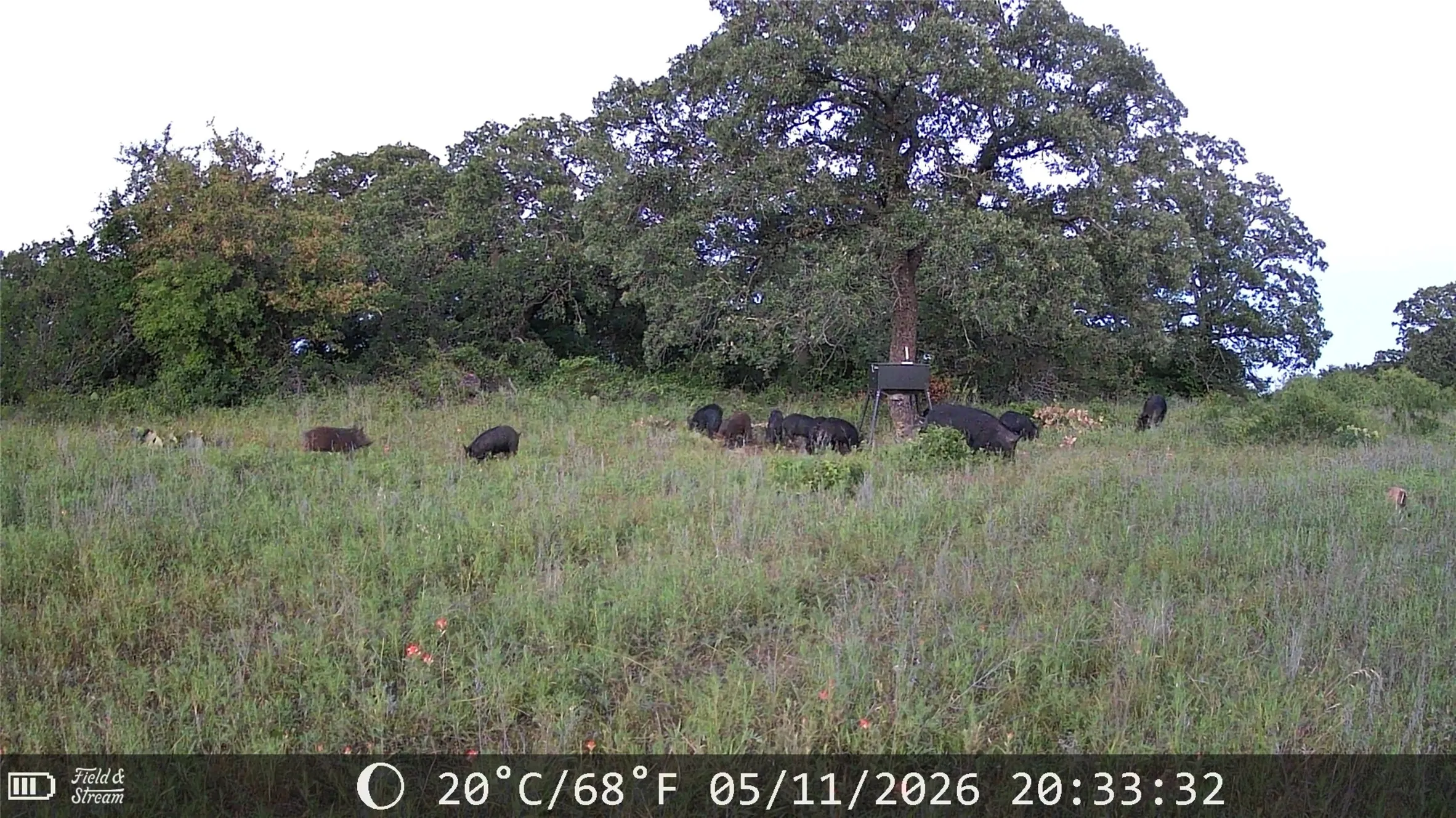 Unimproved Land For Sale in Jack County , 21 AC Erwin, Perrin, Texas 78486, 0, 0, Garage spaces, 0 Sqft, built in 0, mls#21216986, Real Estate Agent in Perrin, Homes For Sale in Jack county, Homes For Sale in Perrin, Realtor in Perrin Texas, Real Estate Brokerage Independent Realty Texas, Luminita Cordes Realtor