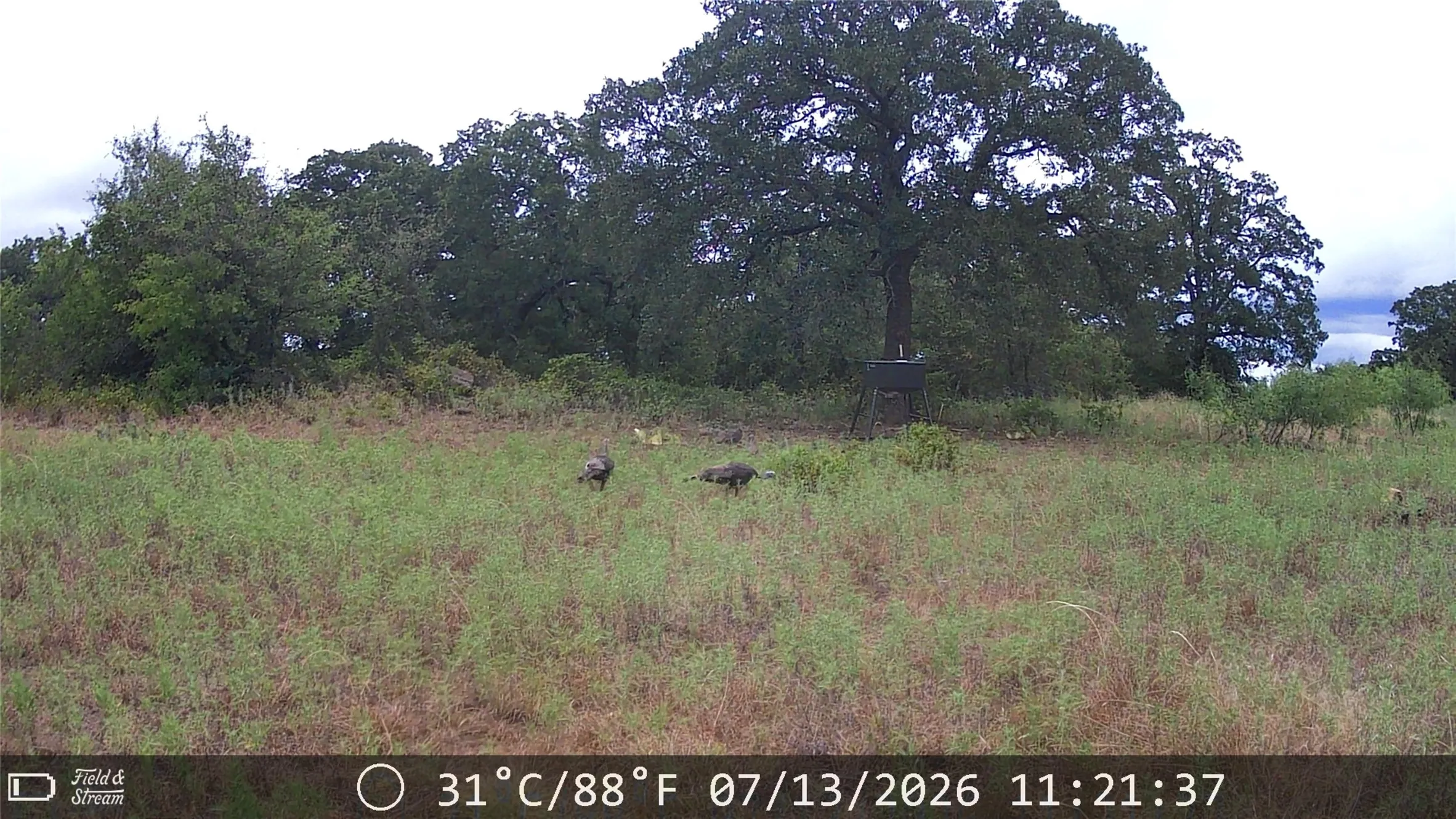 Unimproved Land For Sale in Jack County , 21 AC Erwin, Perrin, Texas 78486, 0, 0, Garage spaces, 0 Sqft, built in 0, mls#21216986, Real Estate Agent in Perrin, Homes For Sale in Jack county, Homes For Sale in Perrin, Realtor in Perrin Texas, Real Estate Brokerage Independent Realty Texas, Luminita Cordes Realtor