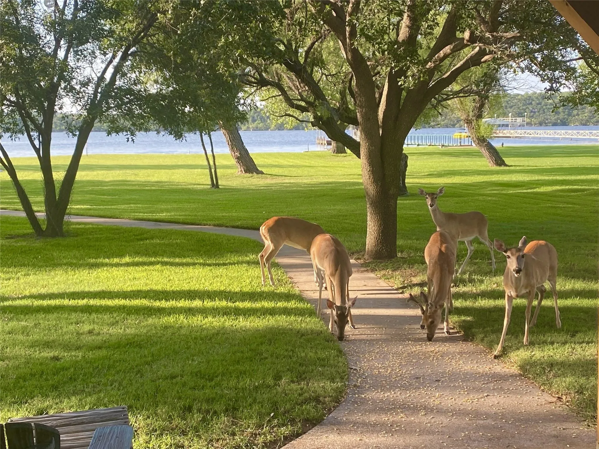 Deer Loving this Happy Deer Trail Lake Home