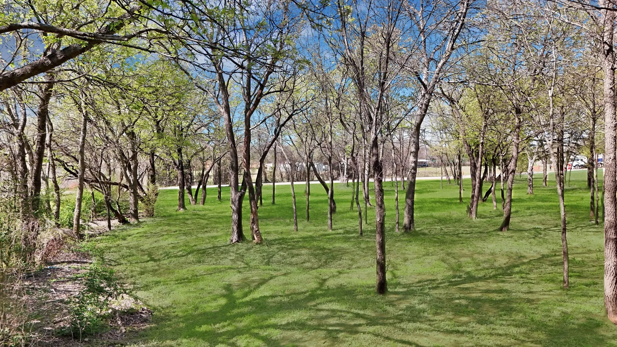 View of green lawn