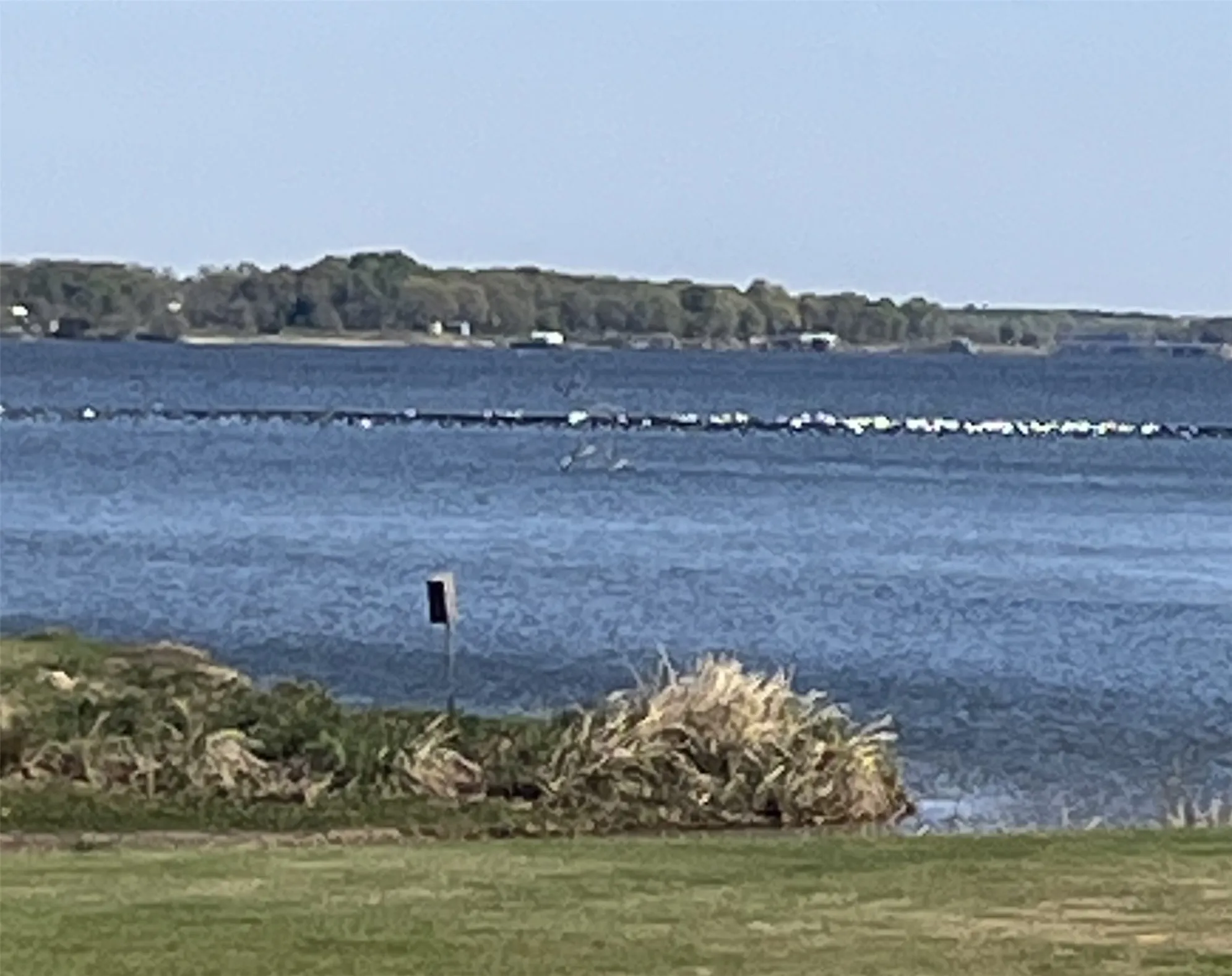 Lake Fork water birds