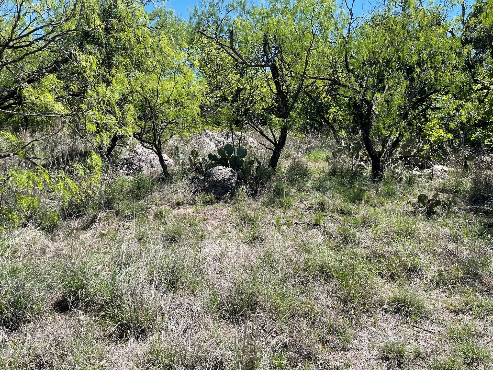 View of local wilderness