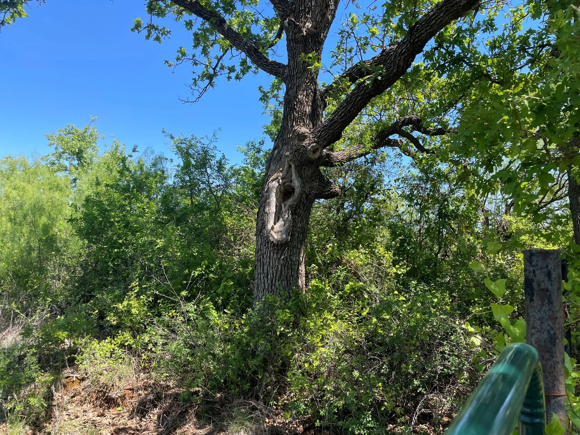 View of wooded area