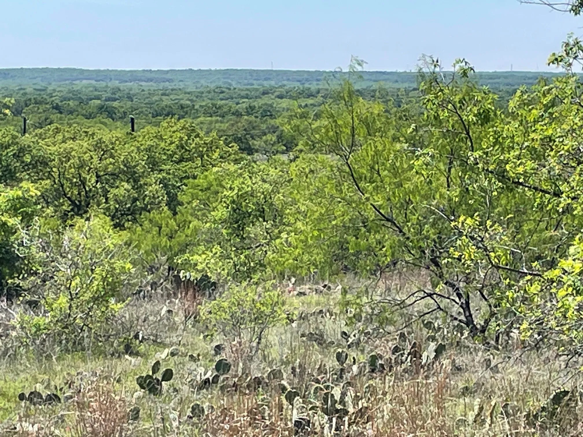 View of tree filled area