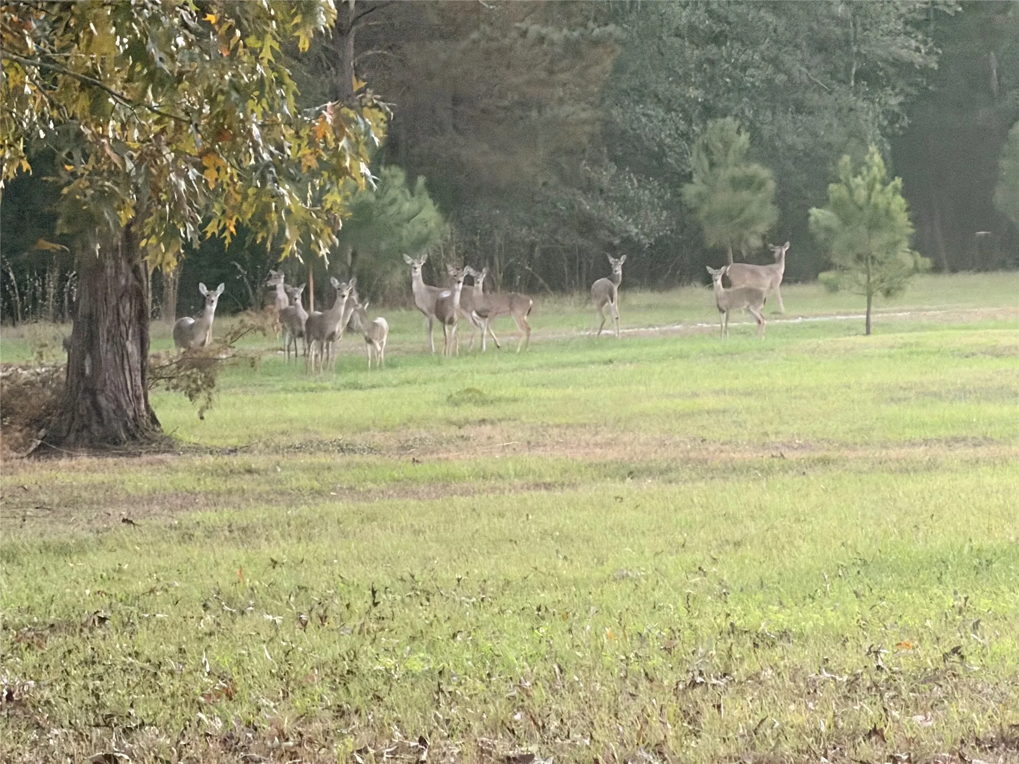 Single Family Residence For Sale in Henderson County , 10227 County Road 4101, Frankston, Texas 75763, 4 Bedroom, 2 Bathroom, 2 Garage spaces, 2,113 Sqft, built in 2019, mls#21218943, Real Estate Agent in Frankston, Homes For Sale in Henderson county, Homes For Sale in Frankston, Realtor in Frankston Texas, Real Estate Brokerage Independent Realty Texas, Luminita Cordes Realtor