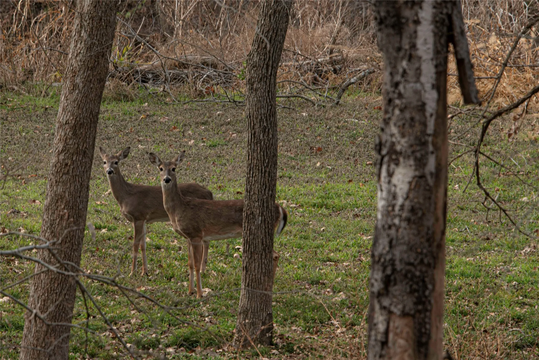 Farm For Sale in Bosque County , 377 County Road 2530, Meridian, Texas 76665, 3 Bedroom, 2 Bathroom, Garage spaces, 1,511 Sqft, built in 1985, mls#21219527, Real Estate Agent in Meridian, Homes For Sale in Bosque county, Homes For Sale in Meridian, Realtor in Meridian Texas, Real Estate Brokerage Independent Realty Texas, Luminita Cordes Realtor