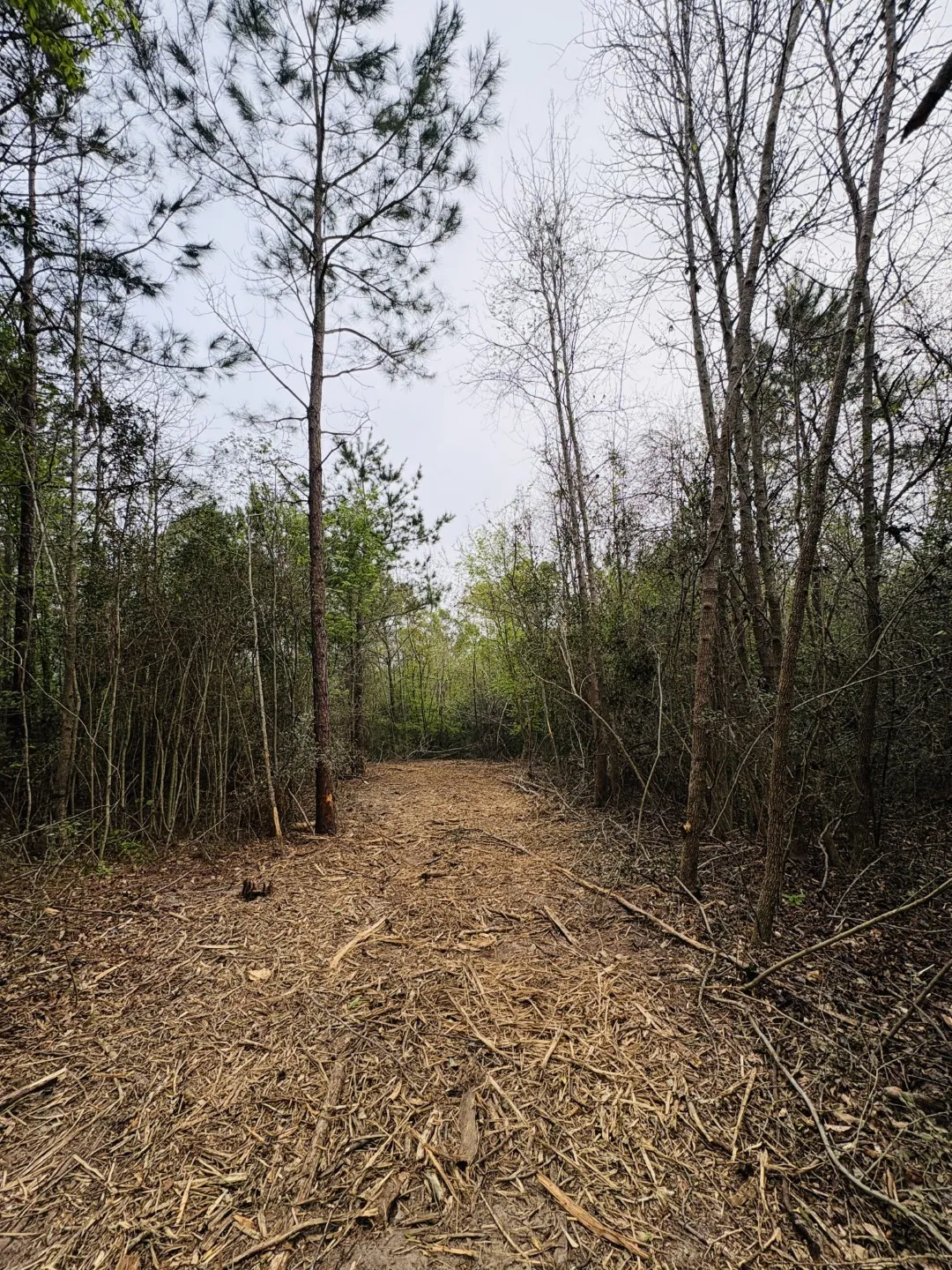 Unimproved Land For Sale in Shelby County , TBD FM 711, Center, Texas 75935, 0, 0, Garage spaces, 0 Sqft, built in 0, Price $275,000, mls#21219779, Real Estate Agent in Center, Homes For Sale in Shelby county, Homes For Sale in Center, Realtor in Center Texas, Real Estate Brokerage Independent Realty Texas, Luminita Cordes Realtor