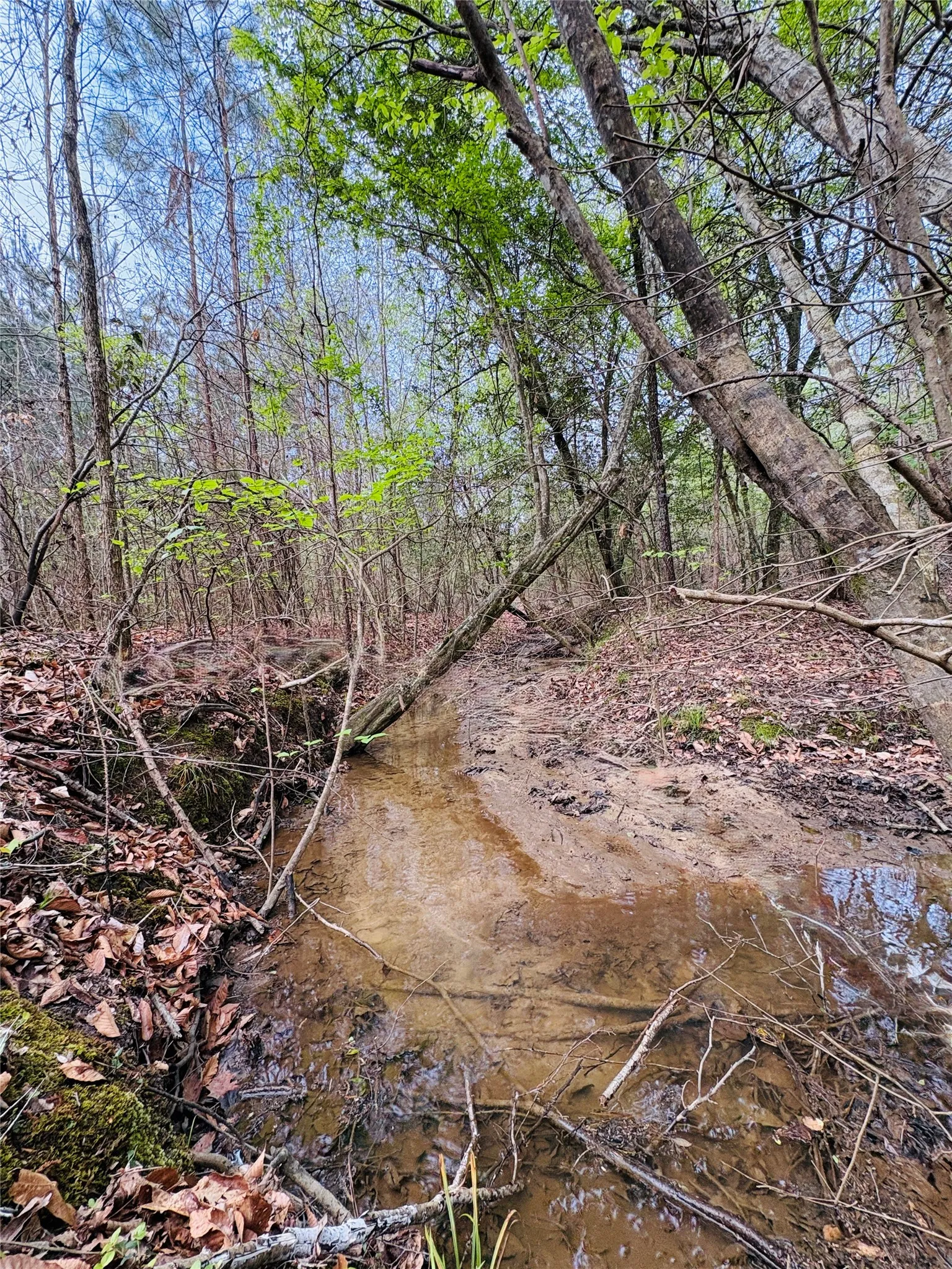 Unimproved Land For Sale in Shelby County , TBD (Tract A) FM 711, Center, Texas 75935, 0, 0, Garage spaces, 0 Sqft, built in 0, Price $145,000, mls#21219951, Real Estate Agent in Center, Homes For Sale in Shelby county, Homes For Sale in Center, Realtor in Center Texas, Real Estate Brokerage Independent Realty Texas, Luminita Cordes Realtor