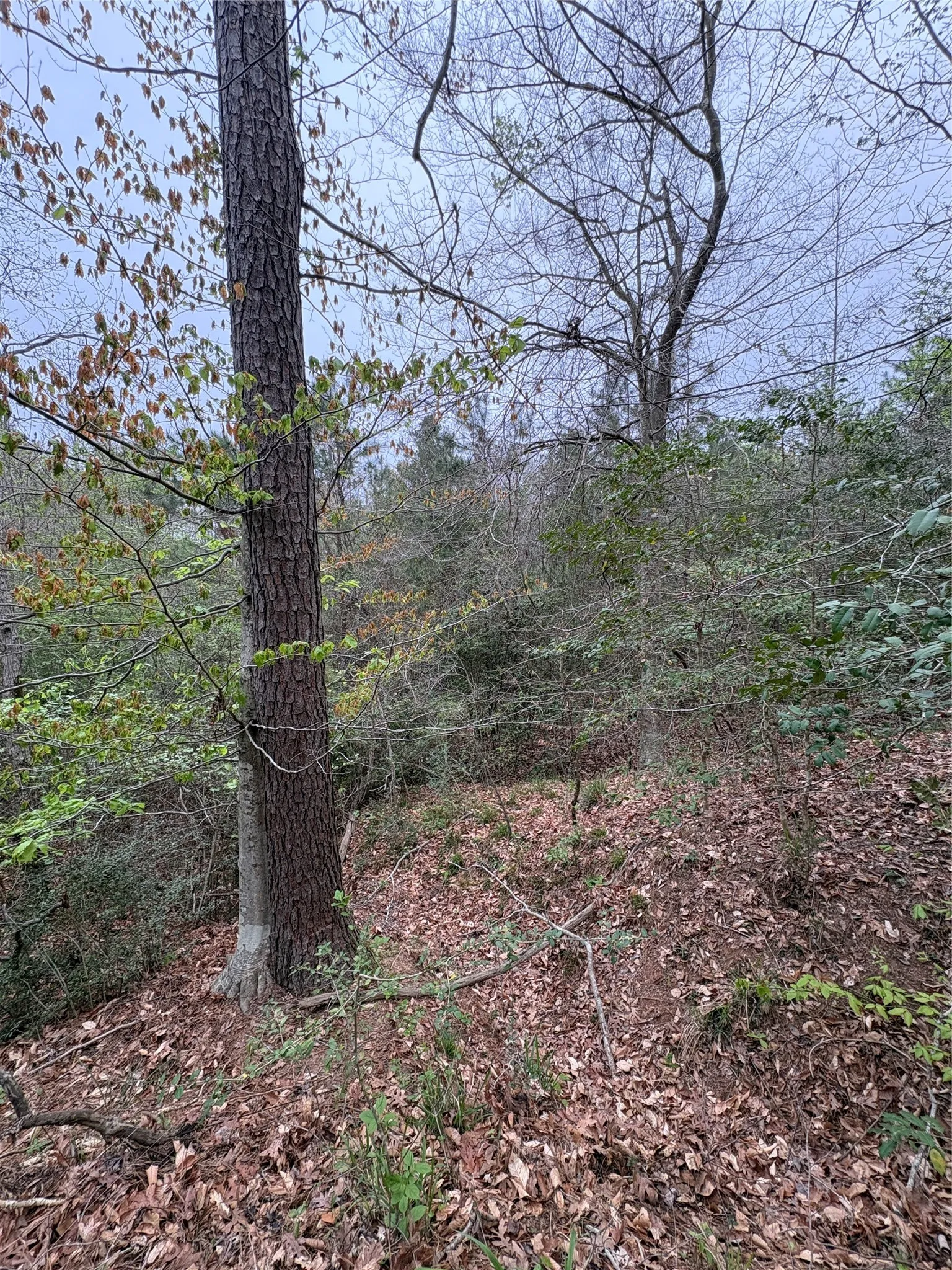 Unimproved Land For Sale in Shelby County , TBD (Tract A) FM 711, Center, Texas 75935, 0, 0, Garage spaces, 0 Sqft, built in 0, Price $145,000, mls#21219951, Real Estate Agent in Center, Homes For Sale in Shelby county, Homes For Sale in Center, Realtor in Center Texas, Real Estate Brokerage Independent Realty Texas, Luminita Cordes Realtor