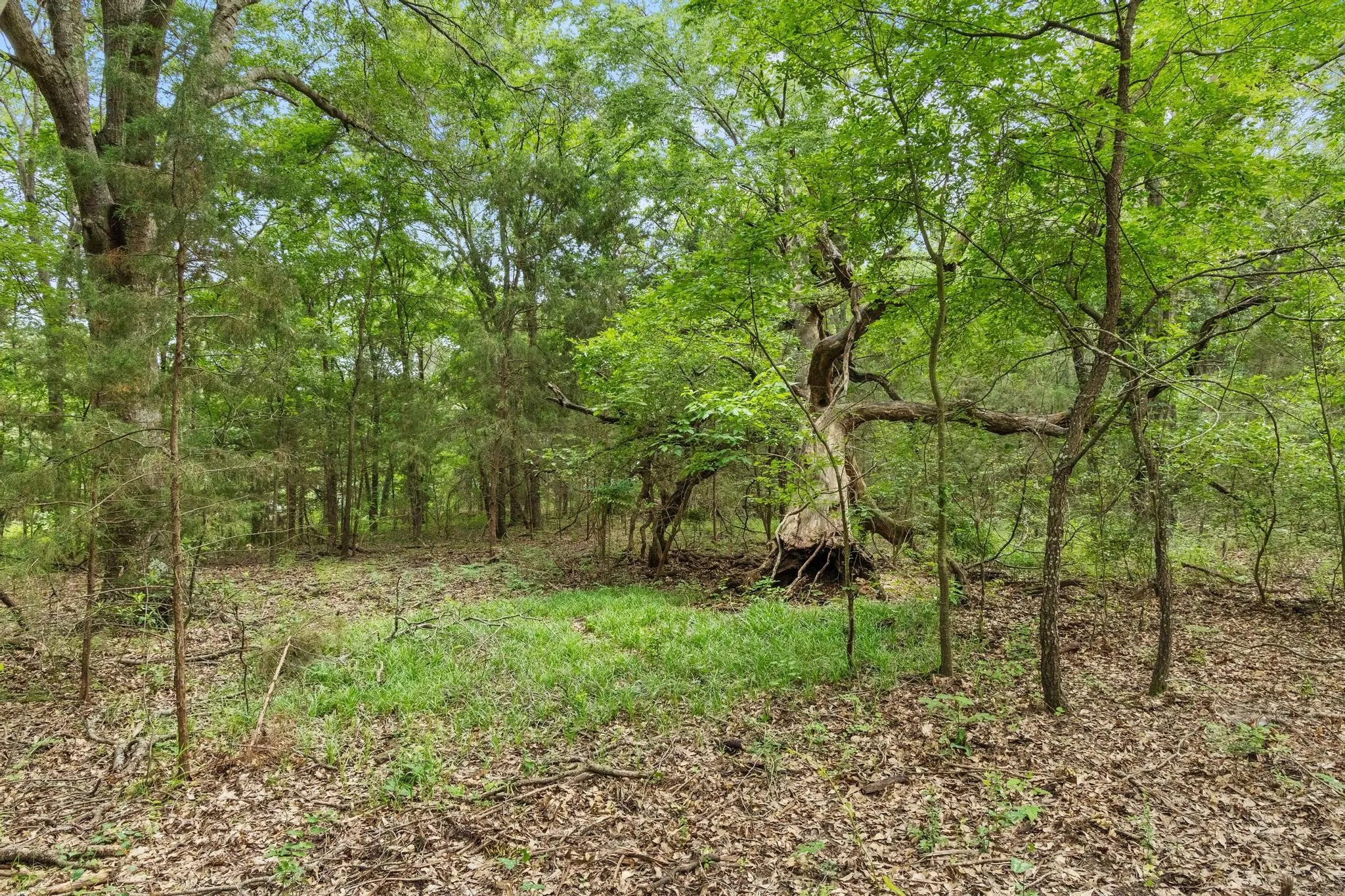 Unimproved Land For Sale in Fannin County , 0000 CR 2680, Bonham, Texas 75418, 0, 0, Garage spaces, 0 Sqft, built in 0, Price $774,111, mls#21220113, Real Estate Agent in Bonham, Homes For Sale in Fannin county, Homes For Sale in Bonham, Realtor in Bonham Texas, Real Estate Brokerage Independent Realty Texas, Luminita Cordes Realtor