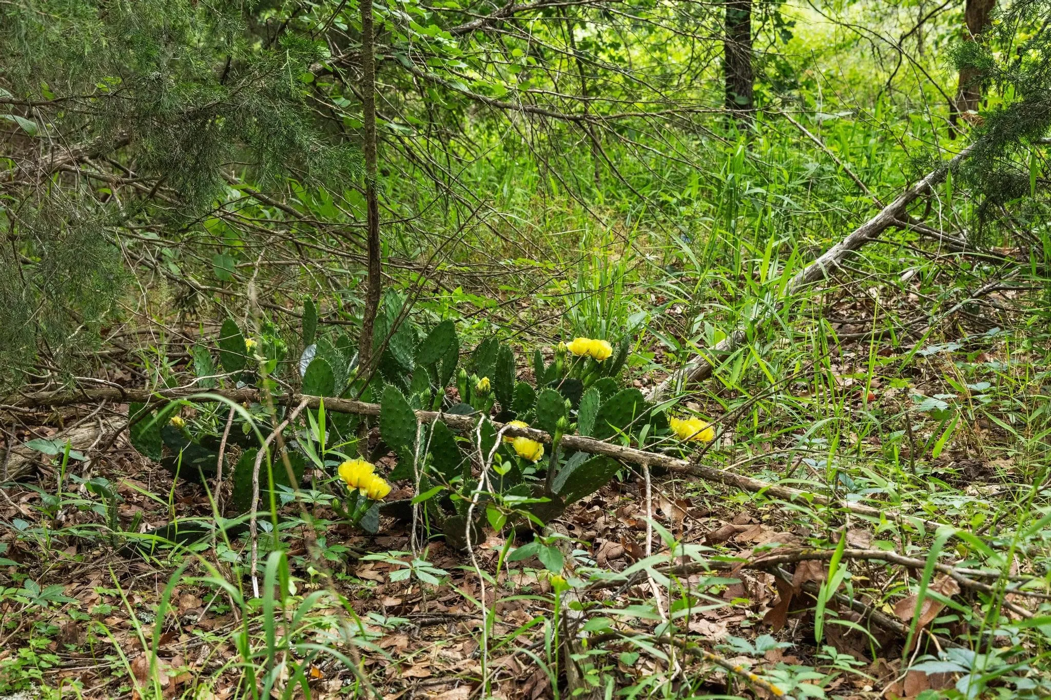 Unimproved Land For Sale in Fannin County , 0000 CR 2680, Bonham, Texas 75418, 0, 0, Garage spaces, 0 Sqft, built in 0, Price $774,111, mls#21220113, Real Estate Agent in Bonham, Homes For Sale in Fannin county, Homes For Sale in Bonham, Realtor in Bonham Texas, Real Estate Brokerage Independent Realty Texas, Luminita Cordes Realtor
