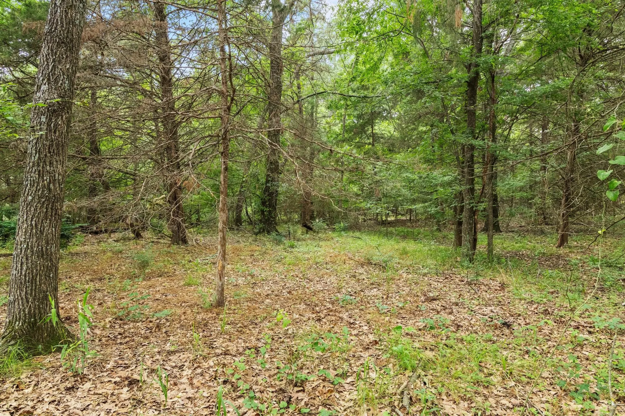 Unimproved Land For Sale in Fannin County , 0000 CR 2680, Bonham, Texas 75418, 0, 0, Garage spaces, 0 Sqft, built in 0, Price $774,111, mls#21220113, Real Estate Agent in Bonham, Homes For Sale in Fannin county, Homes For Sale in Bonham, Realtor in Bonham Texas, Real Estate Brokerage Independent Realty Texas, Luminita Cordes Realtor