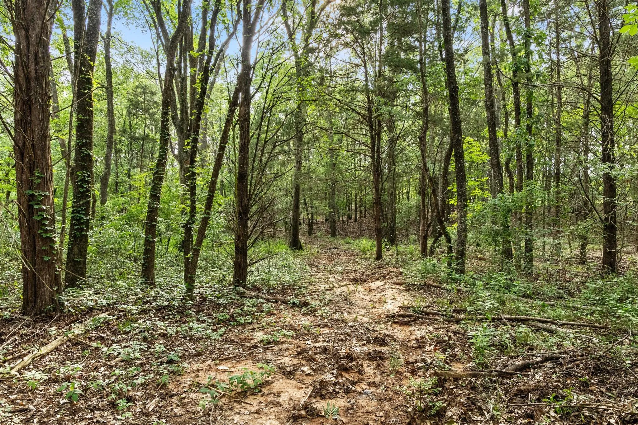 Unimproved Land For Sale in Fannin County , 0000 CR 2680, Bonham, Texas 75418, 0, 0, Garage spaces, 0 Sqft, built in 0, Price $774,111, mls#21220113, Real Estate Agent in Bonham, Homes For Sale in Fannin county, Homes For Sale in Bonham, Realtor in Bonham Texas, Real Estate Brokerage Independent Realty Texas, Luminita Cordes Realtor