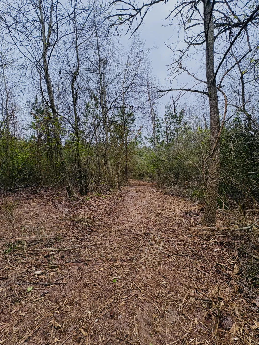 Unimproved Land For Sale in Shelby County , TBD (Tract B) FM 711, Center, Texas 75935, 0, 0, Garage spaces, 0 Sqft, built in 0, Price $145,000, mls#21220486, Real Estate Agent in Center, Homes For Sale in Shelby county, Homes For Sale in Center, Realtor in Center Texas, Real Estate Brokerage Independent Realty Texas, Luminita Cordes Realtor