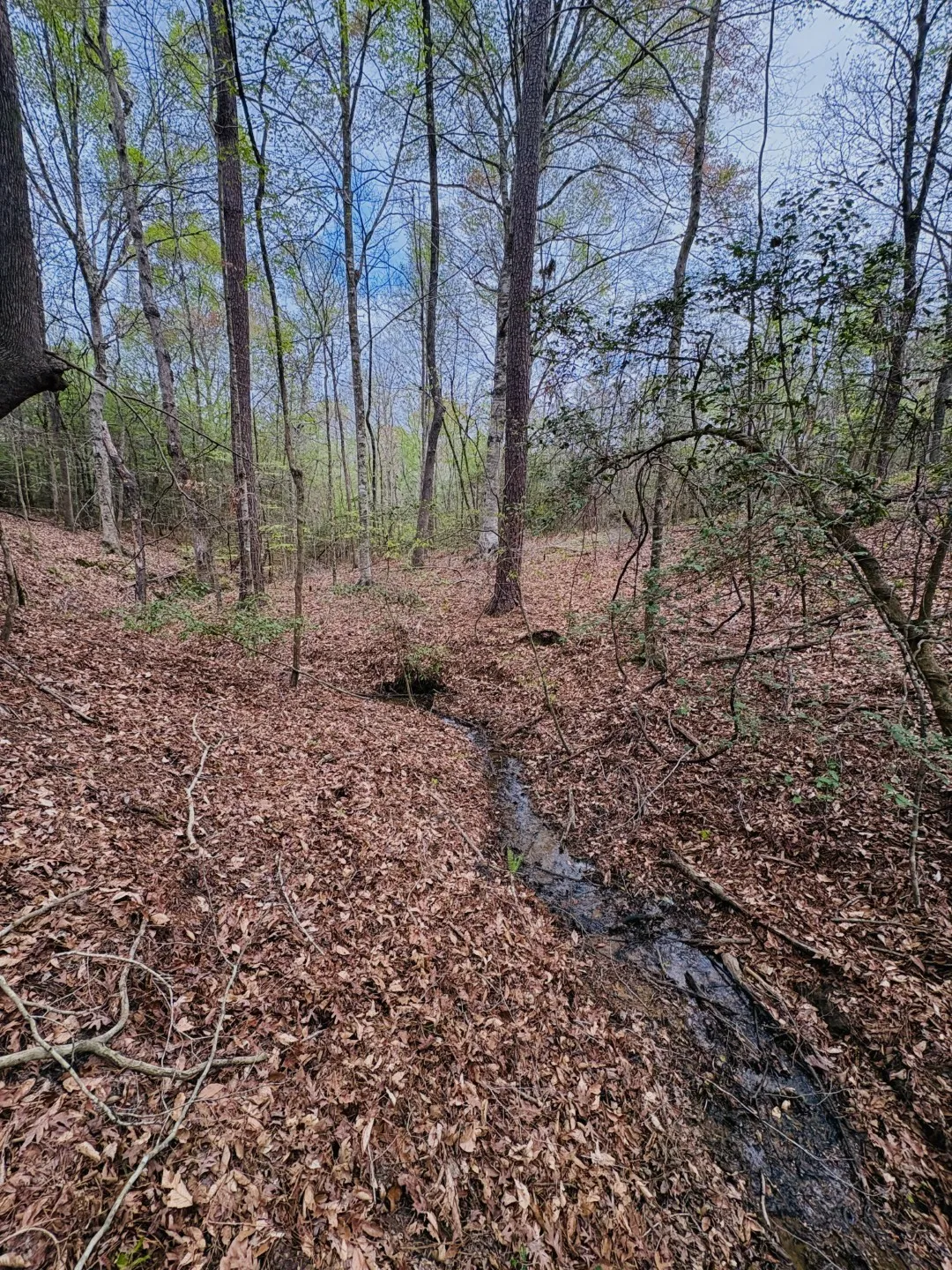 Unimproved Land For Sale in Shelby County , TBD (Tract B) FM 711, Center, Texas 75935, 0, 0, Garage spaces, 0 Sqft, built in 0, Price $145,000, mls#21220486, Real Estate Agent in Center, Homes For Sale in Shelby county, Homes For Sale in Center, Realtor in Center Texas, Real Estate Brokerage Independent Realty Texas, Luminita Cordes Realtor