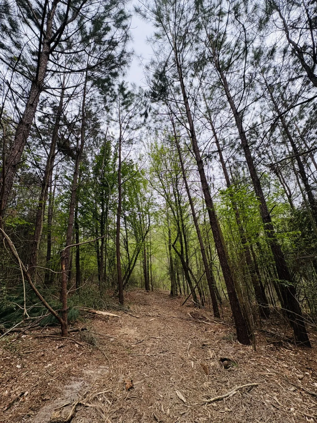 Unimproved Land For Sale in Shelby County , TBD (Tract B) FM 711, Center, Texas 75935, 0, 0, Garage spaces, 0 Sqft, built in 0, Price $145,000, mls#21220486, Real Estate Agent in Center, Homes For Sale in Shelby county, Homes For Sale in Center, Realtor in Center Texas, Real Estate Brokerage Independent Realty Texas, Luminita Cordes Realtor