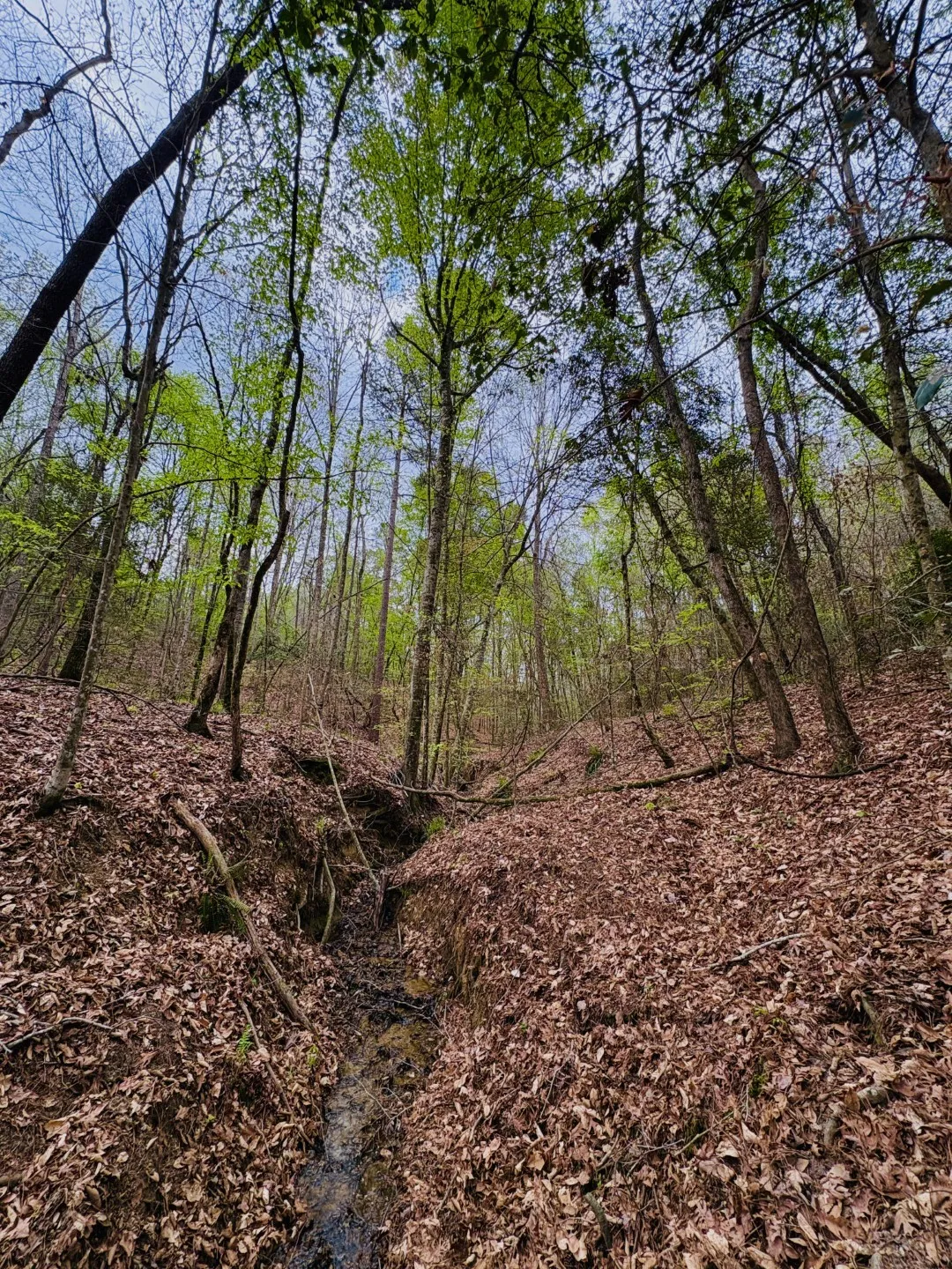 Unimproved Land For Sale in Shelby County , TBD (Tract B) FM 711, Center, Texas 75935, 0, 0, Garage spaces, 0 Sqft, built in 0, Price $145,000, mls#21220486, Real Estate Agent in Center, Homes For Sale in Shelby county, Homes For Sale in Center, Realtor in Center Texas, Real Estate Brokerage Independent Realty Texas, Luminita Cordes Realtor