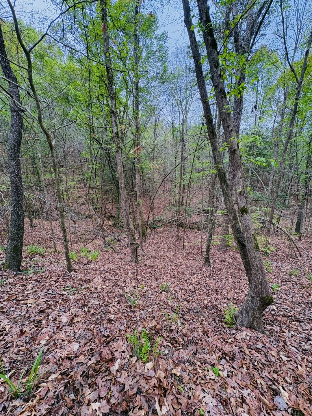 Unimproved Land For Sale in Shelby County , TBD (Tract B) FM 711, Center, Texas 75935, 0, 0, Garage spaces, 0 Sqft, built in 0, Price $145,000, mls#21220486, Real Estate Agent in Center, Homes For Sale in Shelby county, Homes For Sale in Center, Realtor in Center Texas, Real Estate Brokerage Independent Realty Texas, Luminita Cordes Realtor