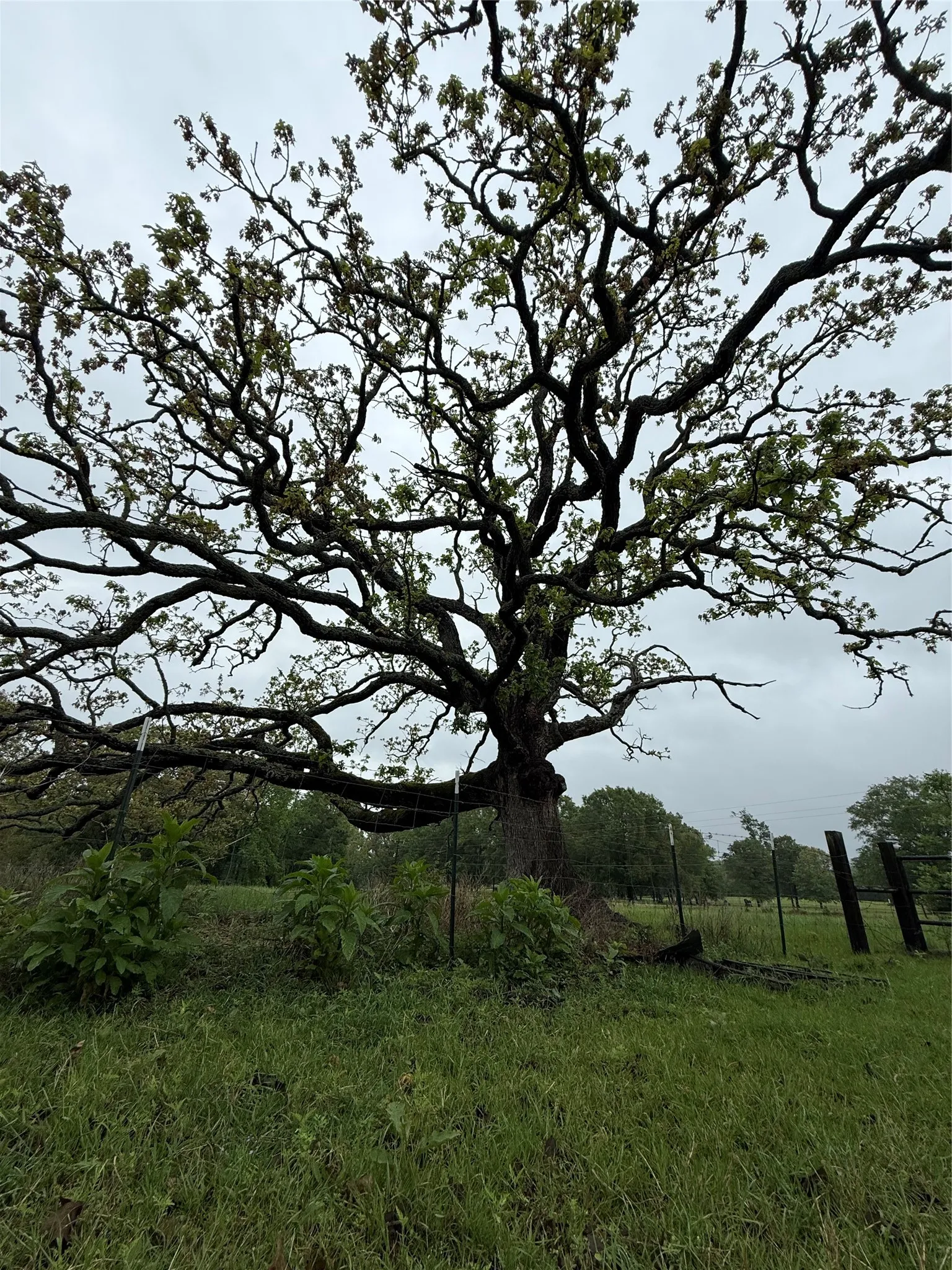 Unimproved Land For Sale in Henderson County , TBD FM 773, Murchison, Texas 75778, 0, 0, Garage spaces, 0 Sqft, built in 1993, mls#21220702, Real Estate Agent in Murchison, Homes For Sale in Henderson county, Homes For Sale in Murchison, Realtor in Murchison Texas, Real Estate Brokerage Independent Realty Texas, Luminita Cordes Realtor