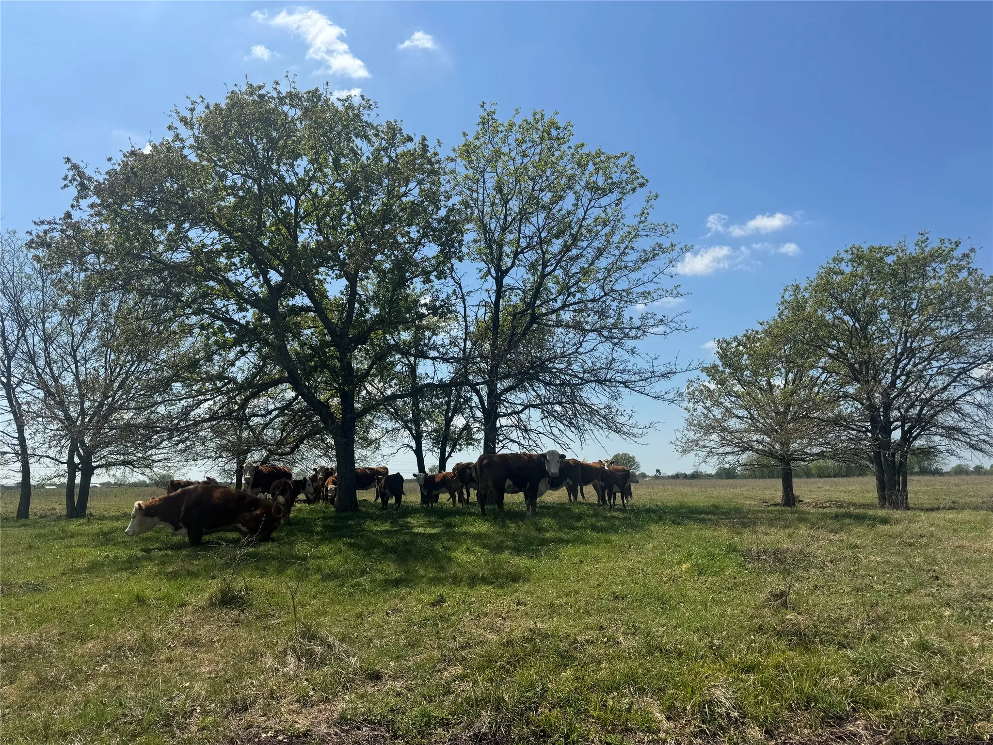 Ranch For Sale in Franklin (TX) County , 107 Hwy 37, Mount Vernon, Texas 75457, 0, 0, Garage spaces, 0 Sqft, built in 0, Price $673,687, mls#21220839, Real Estate Agent in Mount Vernon, Homes For Sale in Franklin (TX) county, Homes For Sale in Mount Vernon, Realtor in Mount Vernon Texas, Real Estate Brokerage Independent Realty Texas, Luminita Cordes Realtor