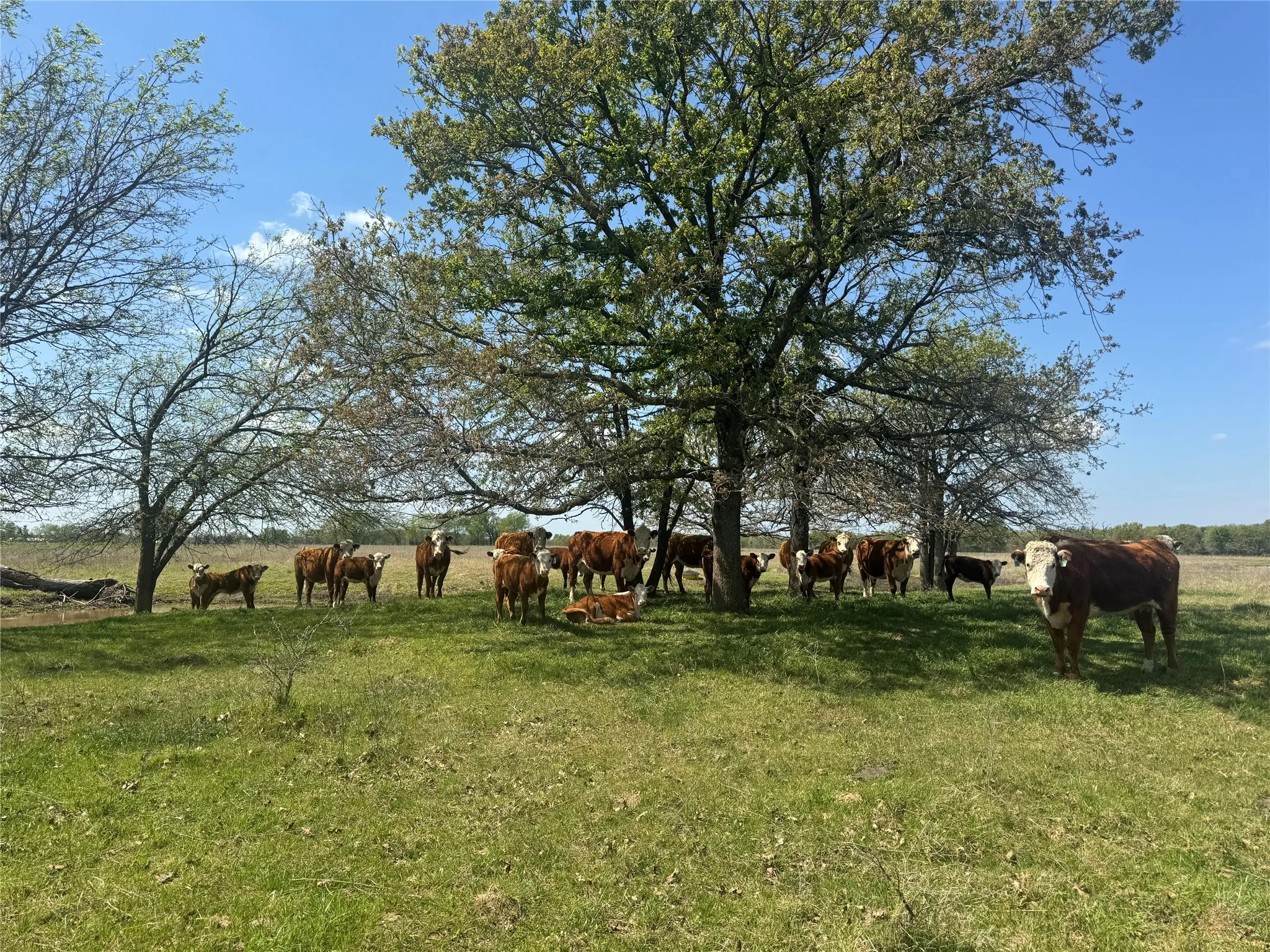 Ranch For Sale in Franklin (TX) County , 107 Hwy 37, Mount Vernon, Texas 75457, 0, 0, Garage spaces, 0 Sqft, built in 0, Price $673,687, mls#21220839, Real Estate Agent in Mount Vernon, Homes For Sale in Franklin (TX) county, Homes For Sale in Mount Vernon, Realtor in Mount Vernon Texas, Real Estate Brokerage Independent Realty Texas, Luminita Cordes Realtor