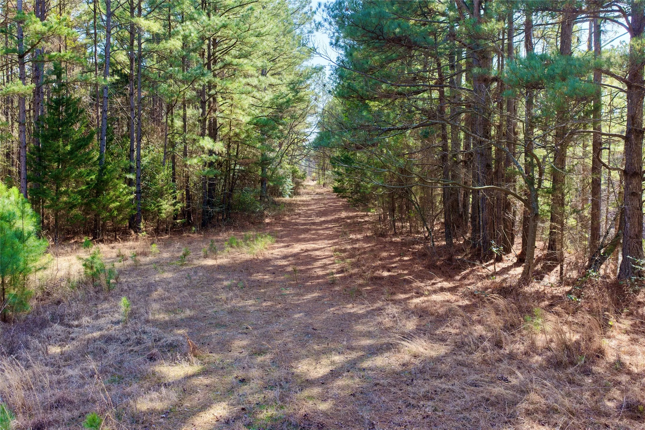 Ranch For Sale in Bowie County , 0000 Stateline Road, Texarkana, Texas 75501, 0, 0, Garage spaces, 0 Sqft, built in 0, mls#21221051, Real Estate Agent in Texarkana, Homes For Sale in Bowie county, Homes For Sale in Texarkana, Realtor in Texarkana Texas, Real Estate Brokerage Independent Realty Texas, Luminita Cordes Realtor