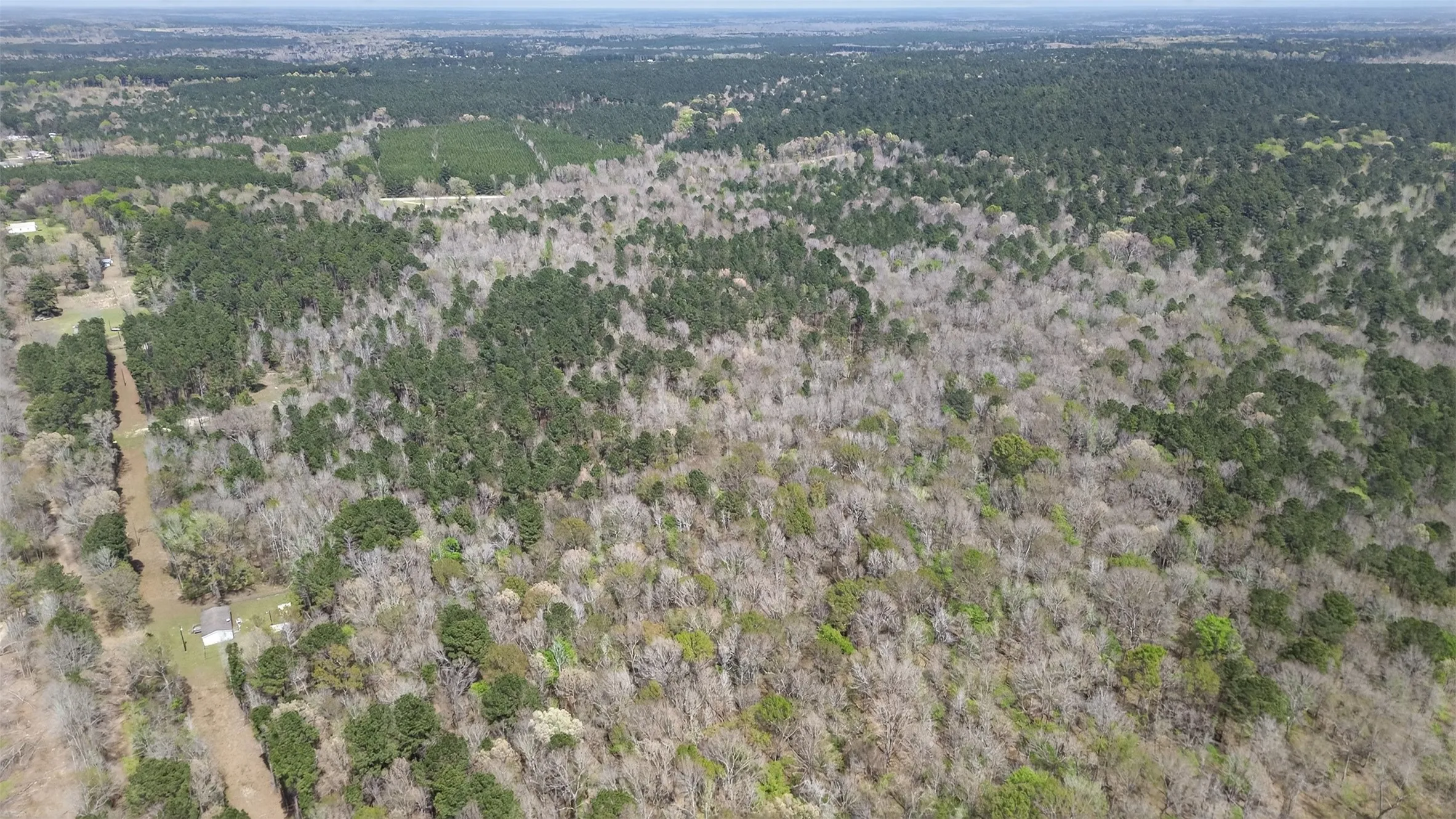 Bird's eye view of a forest