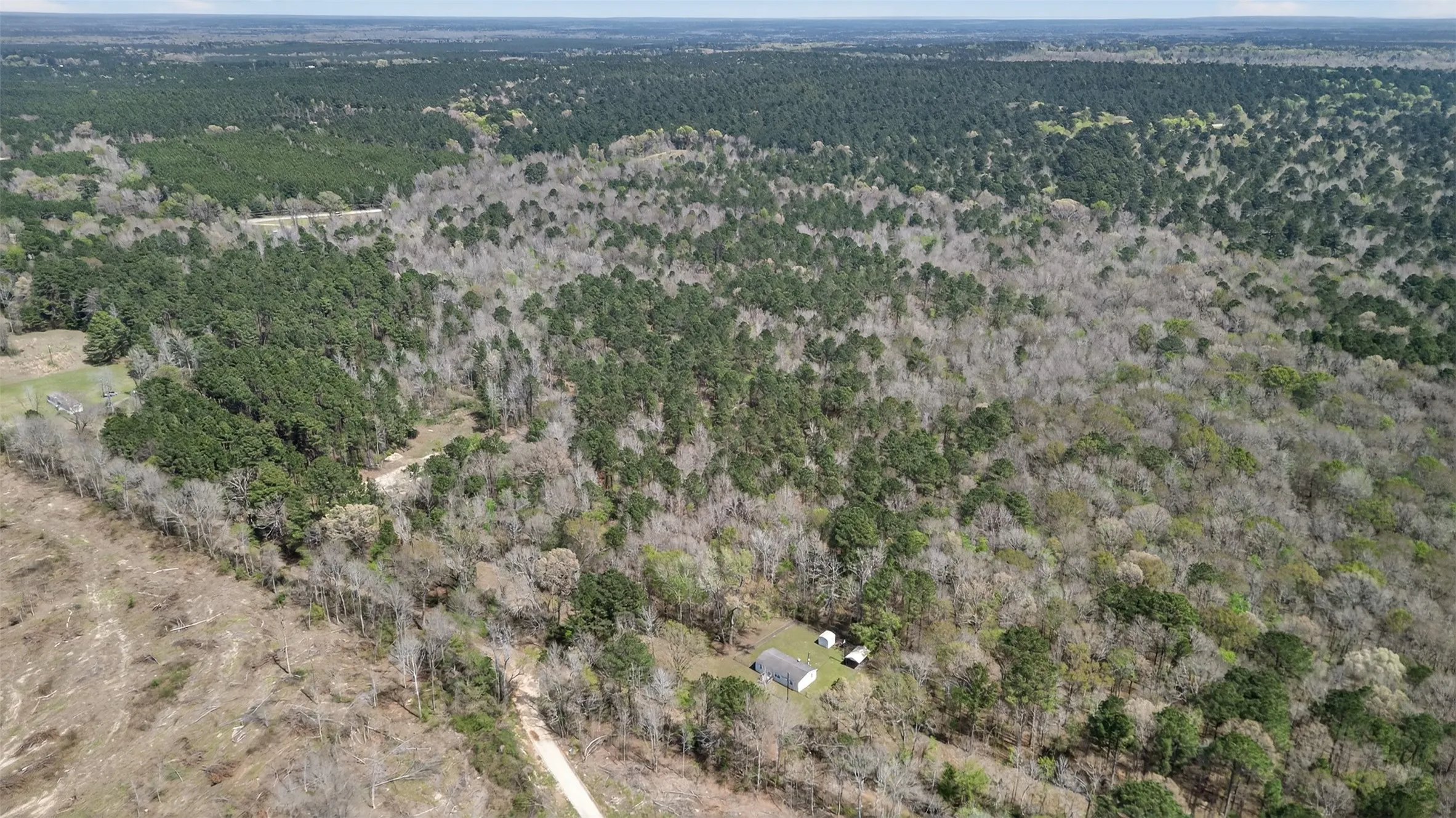 Aerial view of a forest